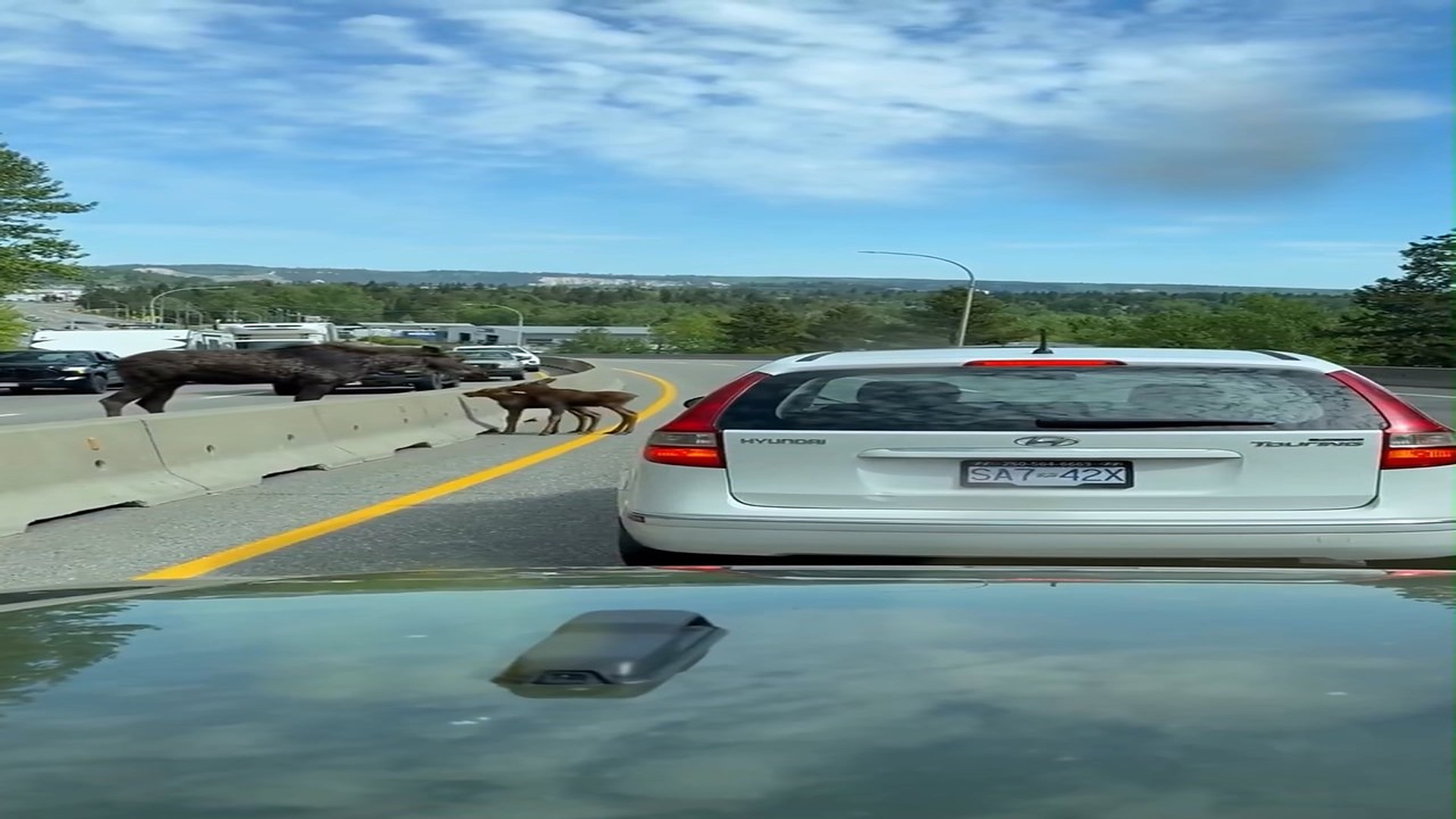 full rescue video N1006025_A Traffic Jam Caused by a Moose Led to an Unexpected Rescue #Wildlife #Viral