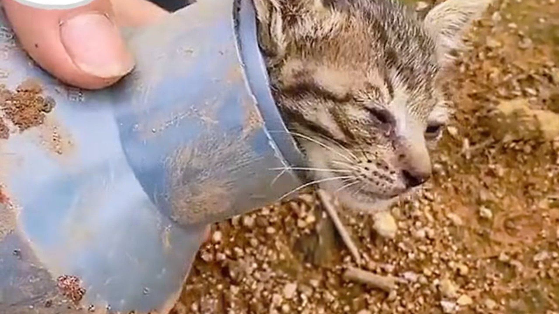 Full Video : N1606004_A Kitten's Head Was Stuck In A Plastic Pipe #RescueCat #Viral