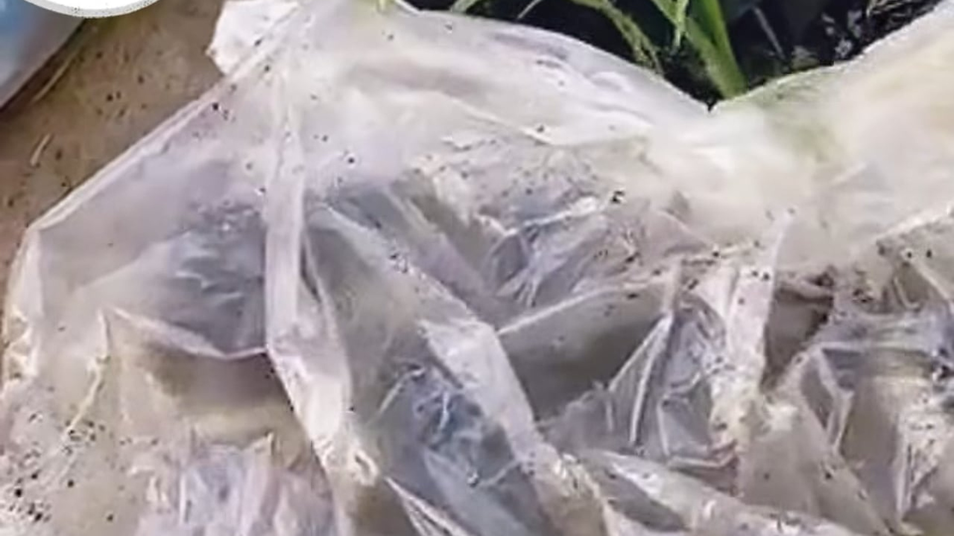 Full Video : N1606005_A Tiny Puppy Trapped In A Sack Fought Desperately To Survive #RescueDog #Viral