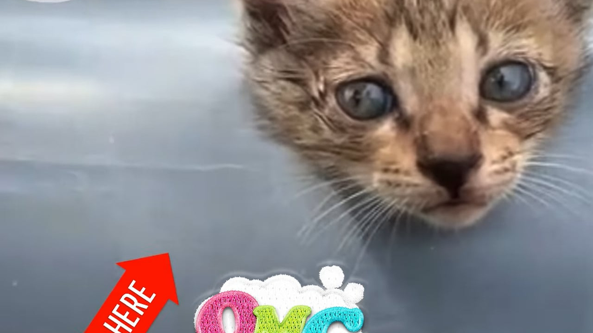 Full Video : N1606010_A Tiny Kitten Got Its Head Stuck Inside A Water Pipe #RescueCat #Viral