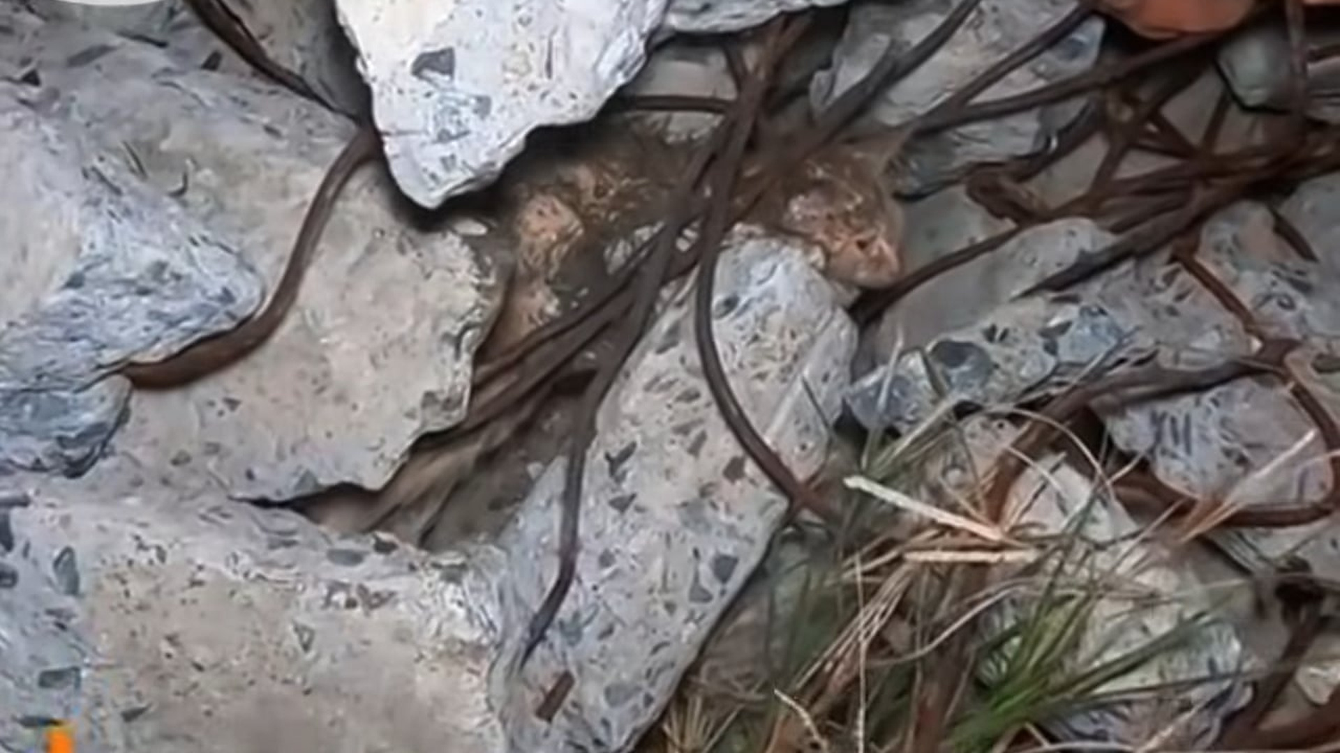 Full Video : N1606011_The More This Kitten Struggled, The More It Suffered #RescueCat #Viral