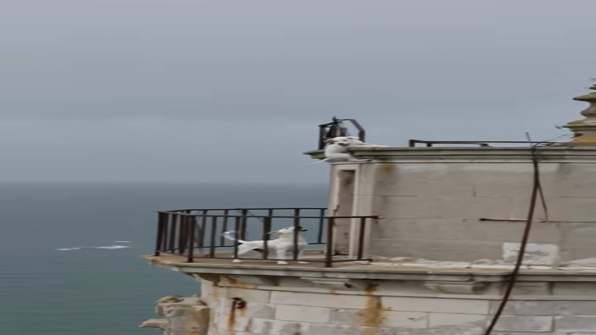 Full Video : N1606027_A Brave Climber Risked Everything To Save A Trapped Animal #RescueAnimals #Viral