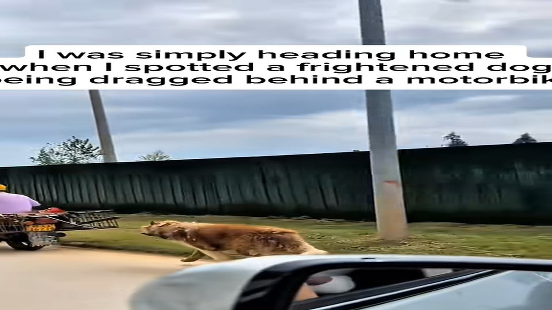 Full Video : N1706003_Chained for Years Until a Miracle Changed Everything #SaveDogs #viral