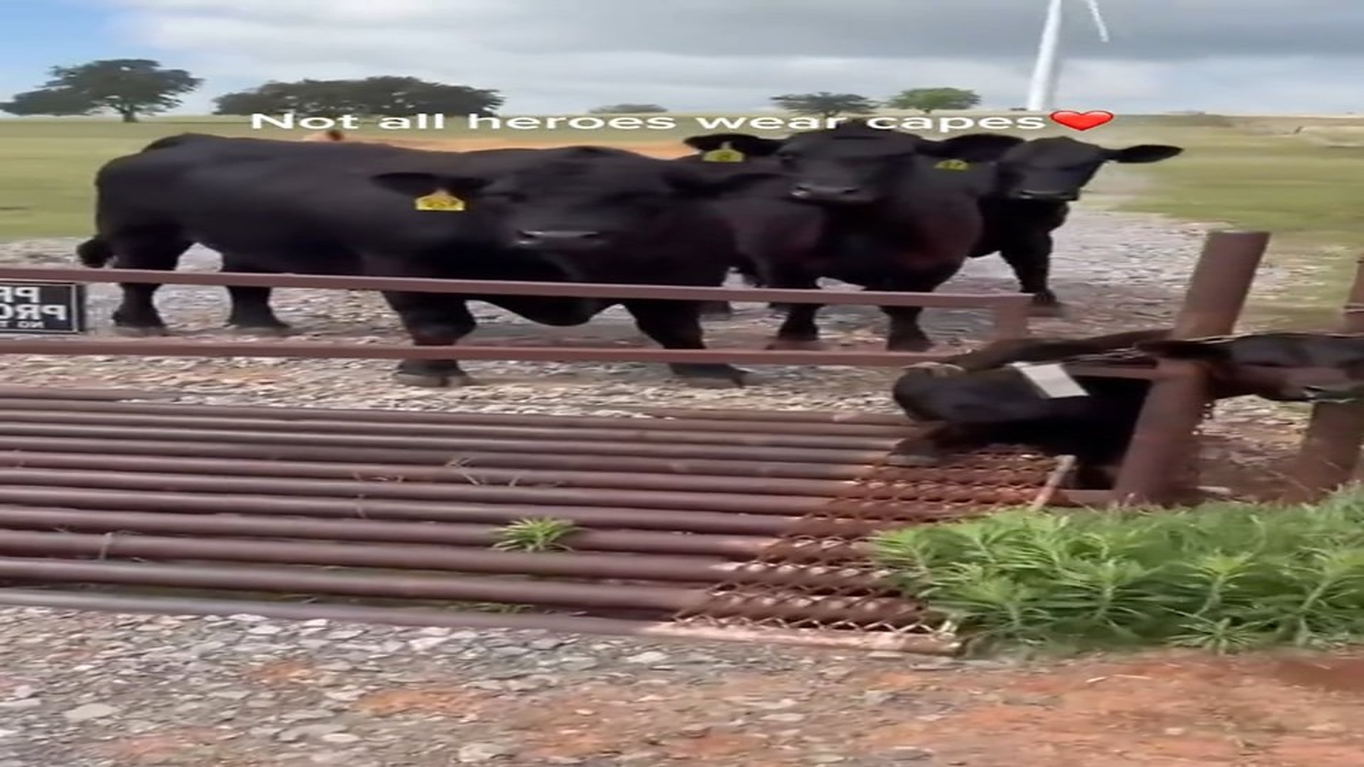 Full Video : N1706008_A Hero Risked Everything to Save a Helpless Animal #RescueAnimals #viral