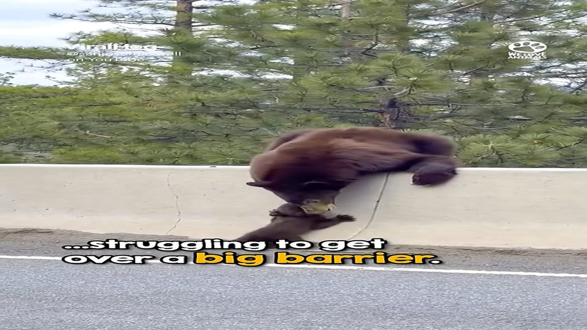 Full Video : N1706035_Mother Bear Refused to Abandon Her Trapped Cub #Wildlife #viral