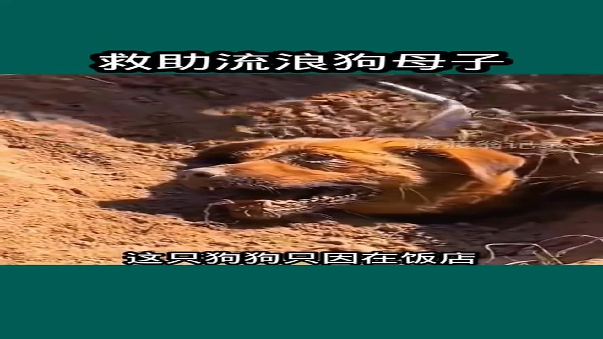 Full Video : N1706038_Rescue Team Shocked by Animal's Terrible Condition #SaveAnimals #viral