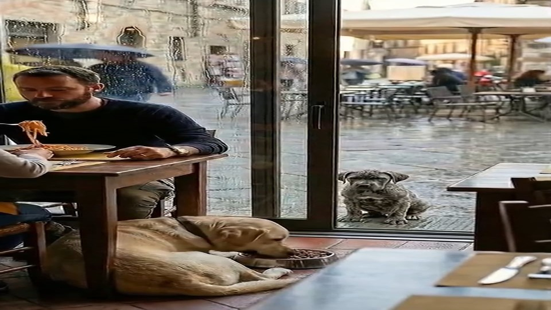 Full Video : N1706041_What This Labrador Did for a Stray Puppy Touched Millions #RescueDog #viral