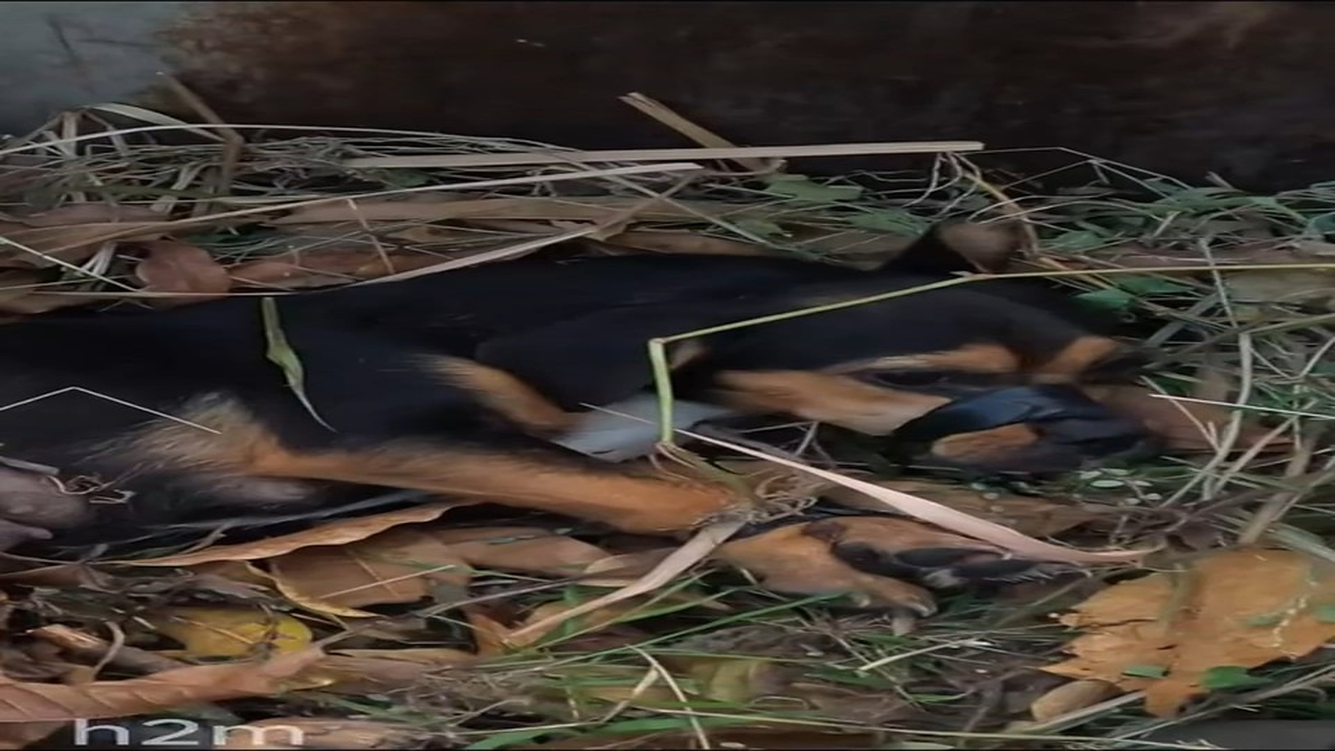 Full Video : N1706045_A Trash Run Turned Into an Unexpected Animal Rescue #RescueAnimals #viral