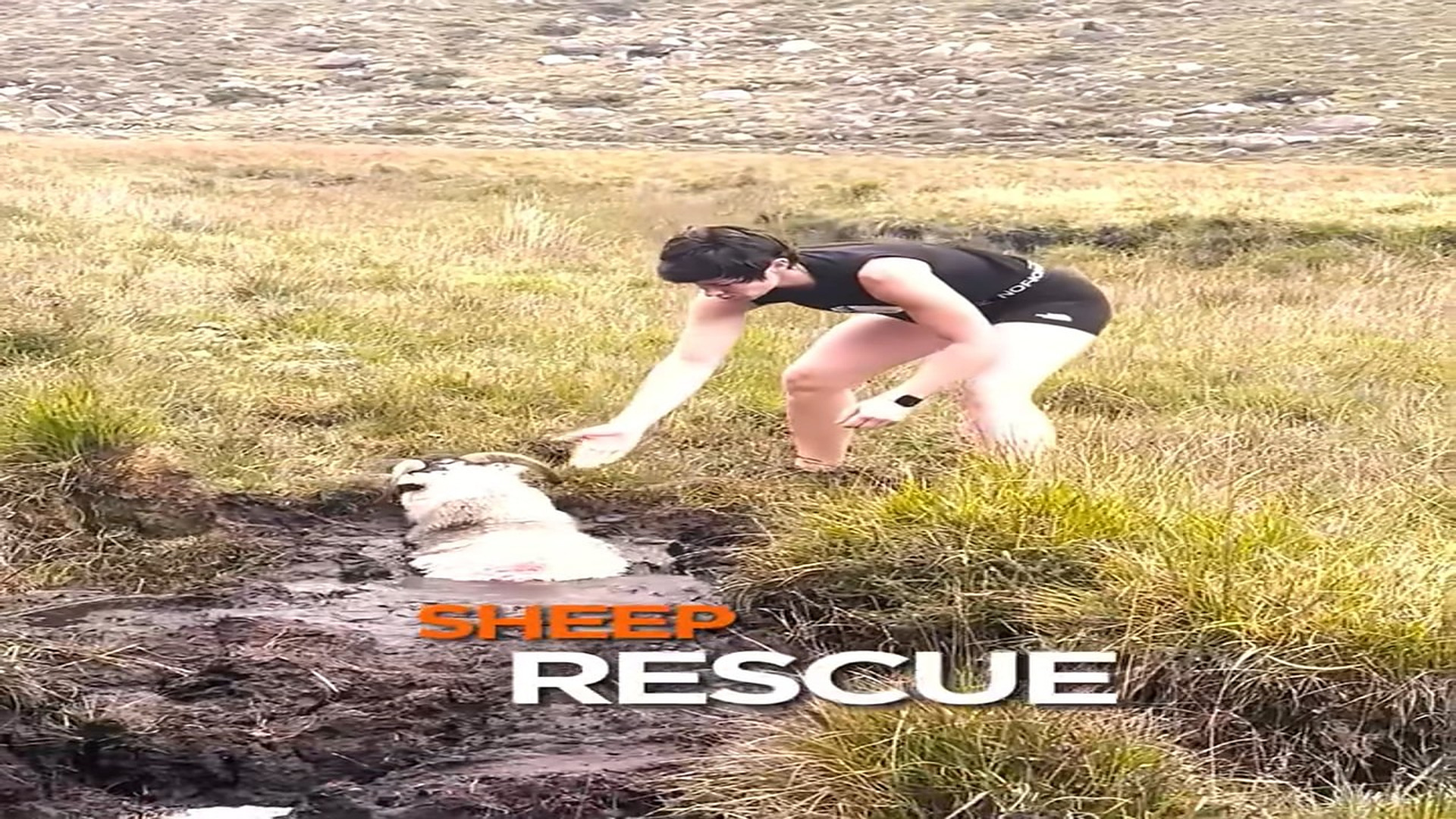 Full Video : N1306037_A Helpless Animal Was Given A Second Chance At Life #RescueAnimals #Viral