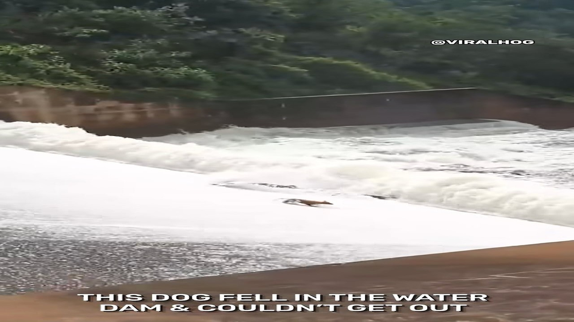 Full Video : N1806028_Dog Swept Over Dam Wall Clung to Life Against All Odds #RescueDog #viral