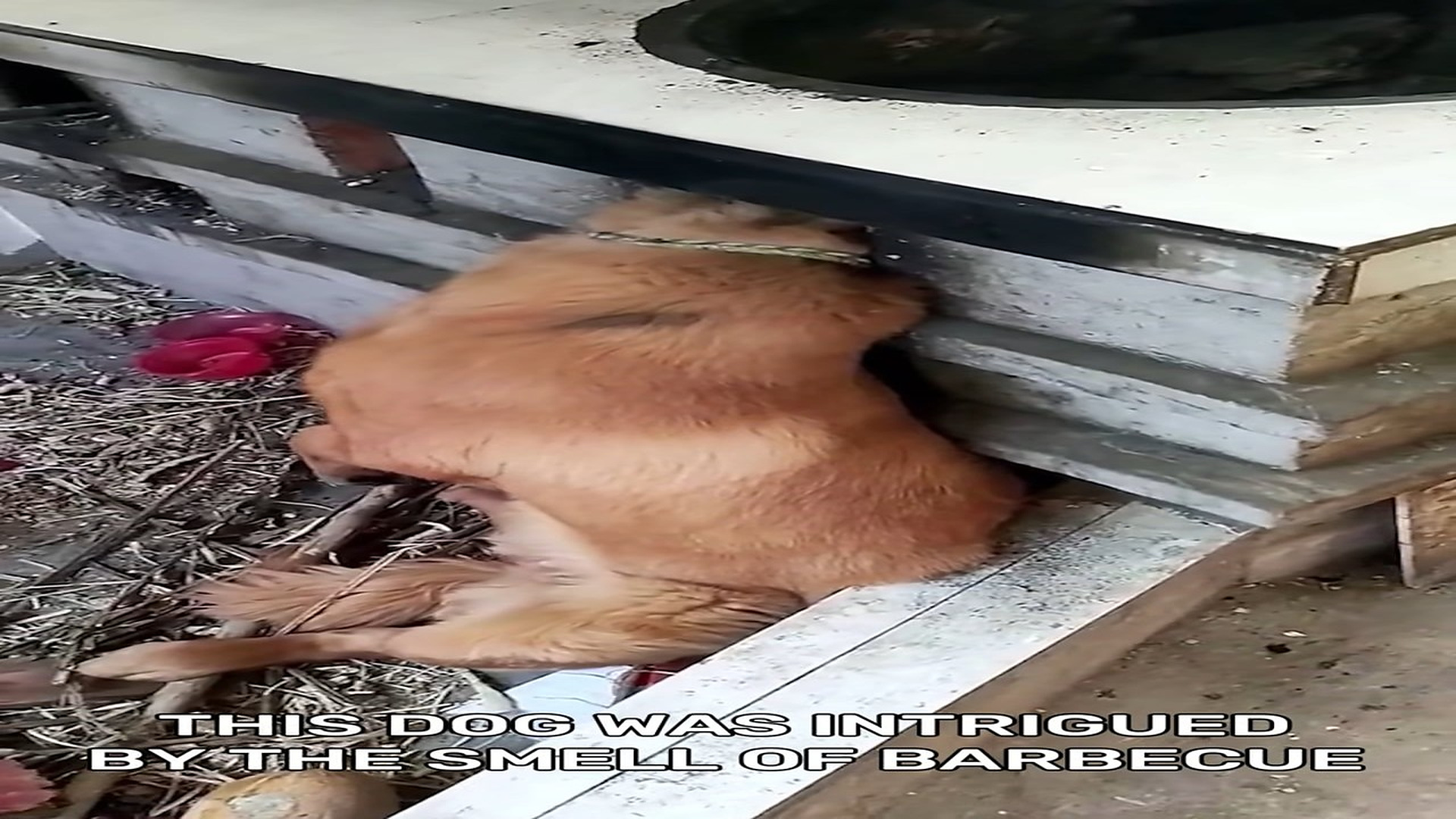 Full Video : N1806030_Dog Trapped With a Jar Over His Head Could Barely Breathe #RescueDog #viral