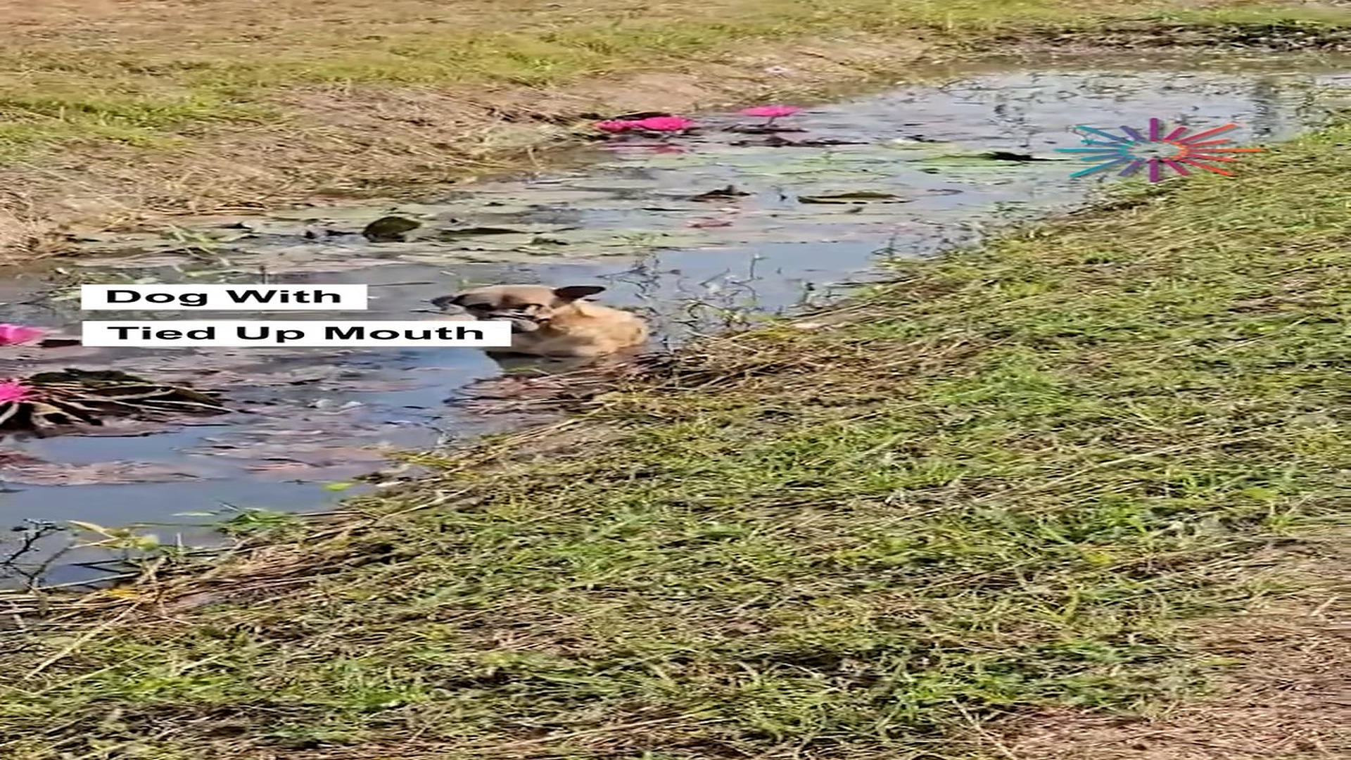 Full Video : N1806032_Cruelty Left This Dog's Mouth Bound Shut #SaveDogs #viral
