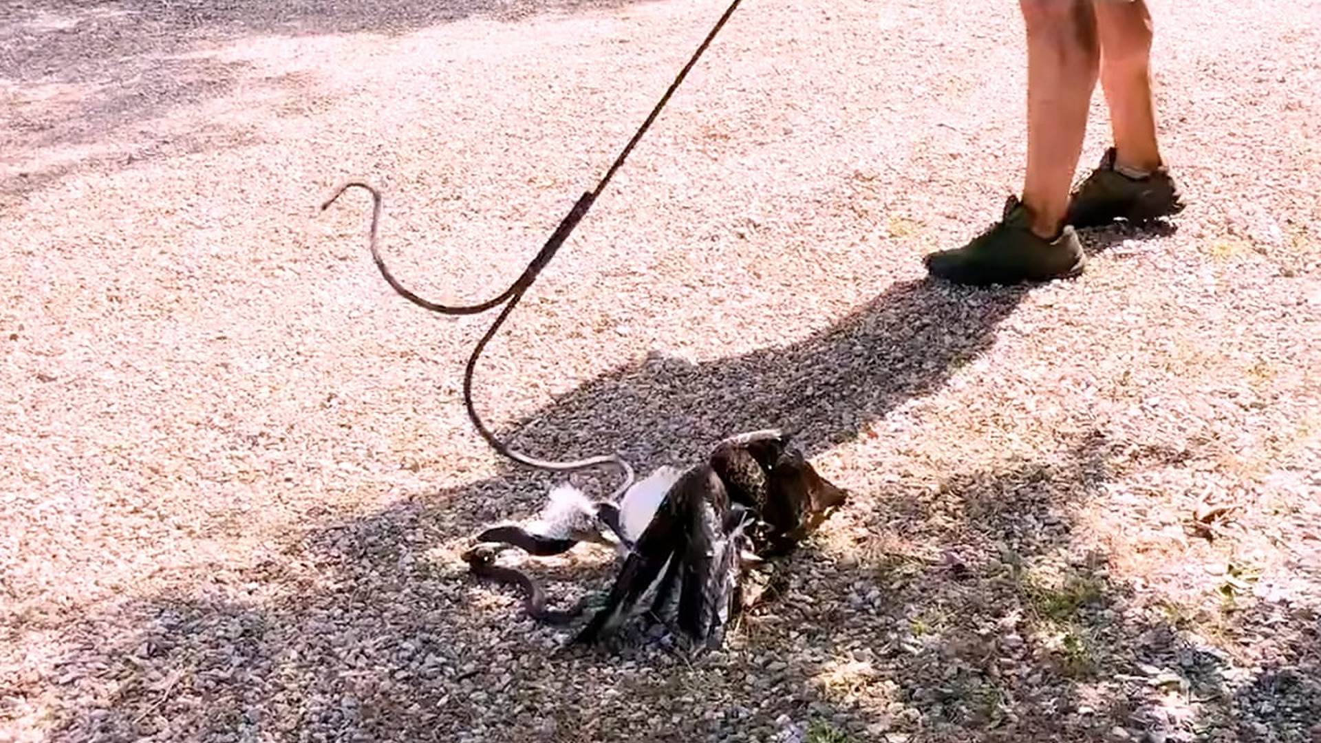 Full Video : N1806040_Hawk Narrowly Escaped a Deadly Snake Attack #Wildlife #viral