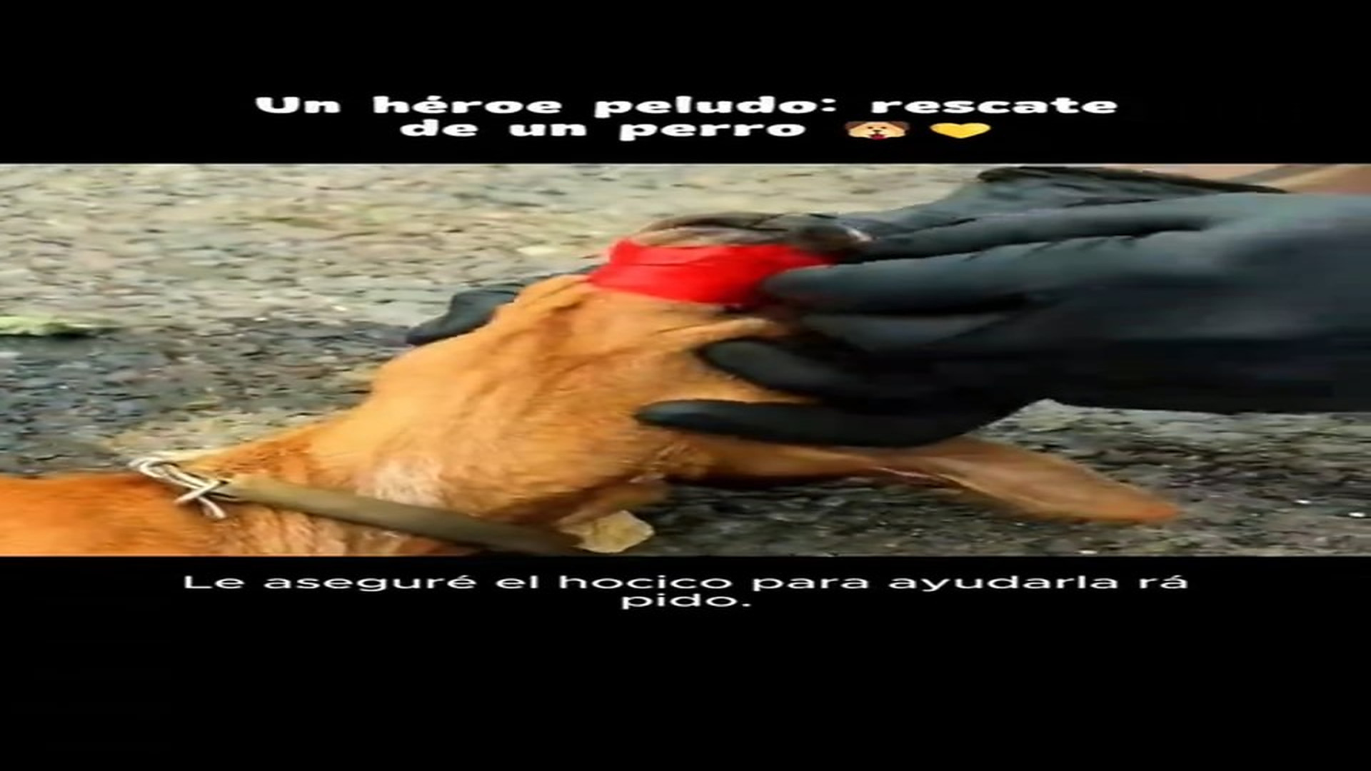 Full Video : N1306043_An Abandoned Dog Finally Found Someone Who Cared #RescueDog #Viral
