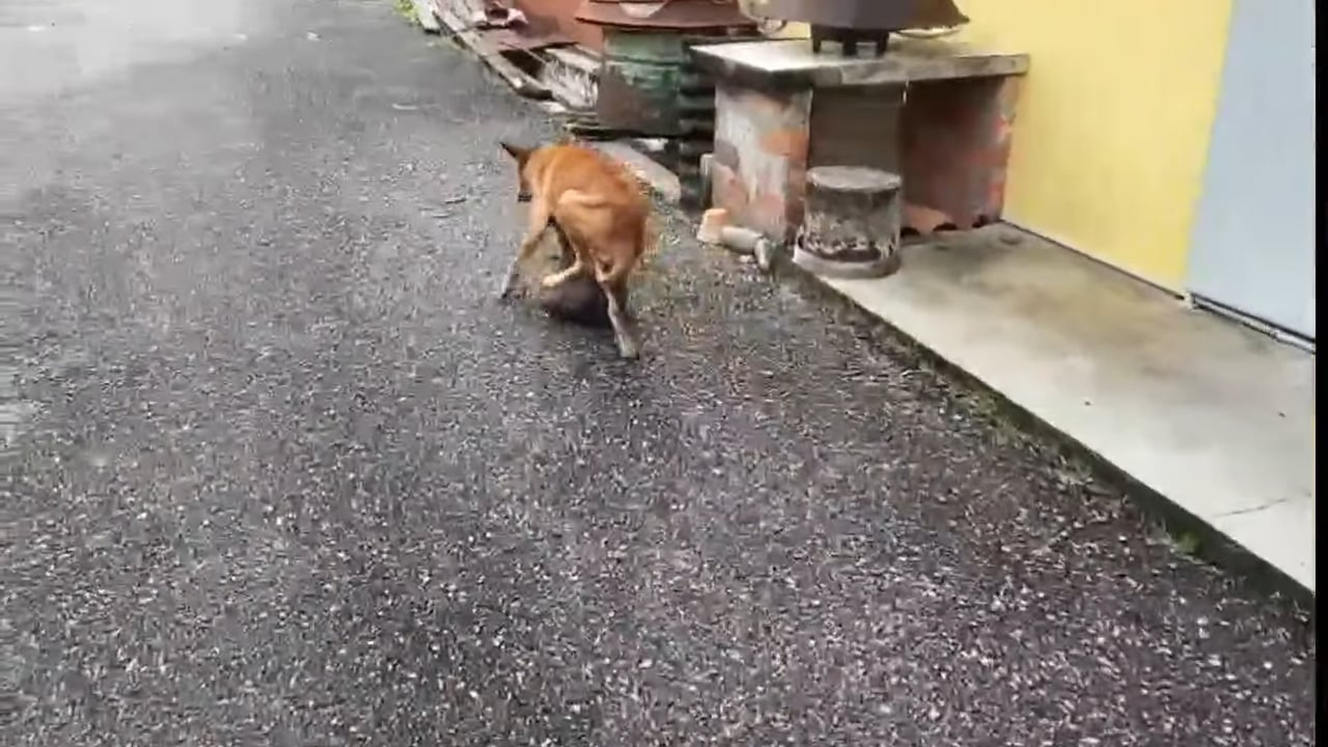 Full Video : N1906015_Starving Rescue Dogs Needed Urgent Help to Survive #AnimalRescue #Viral