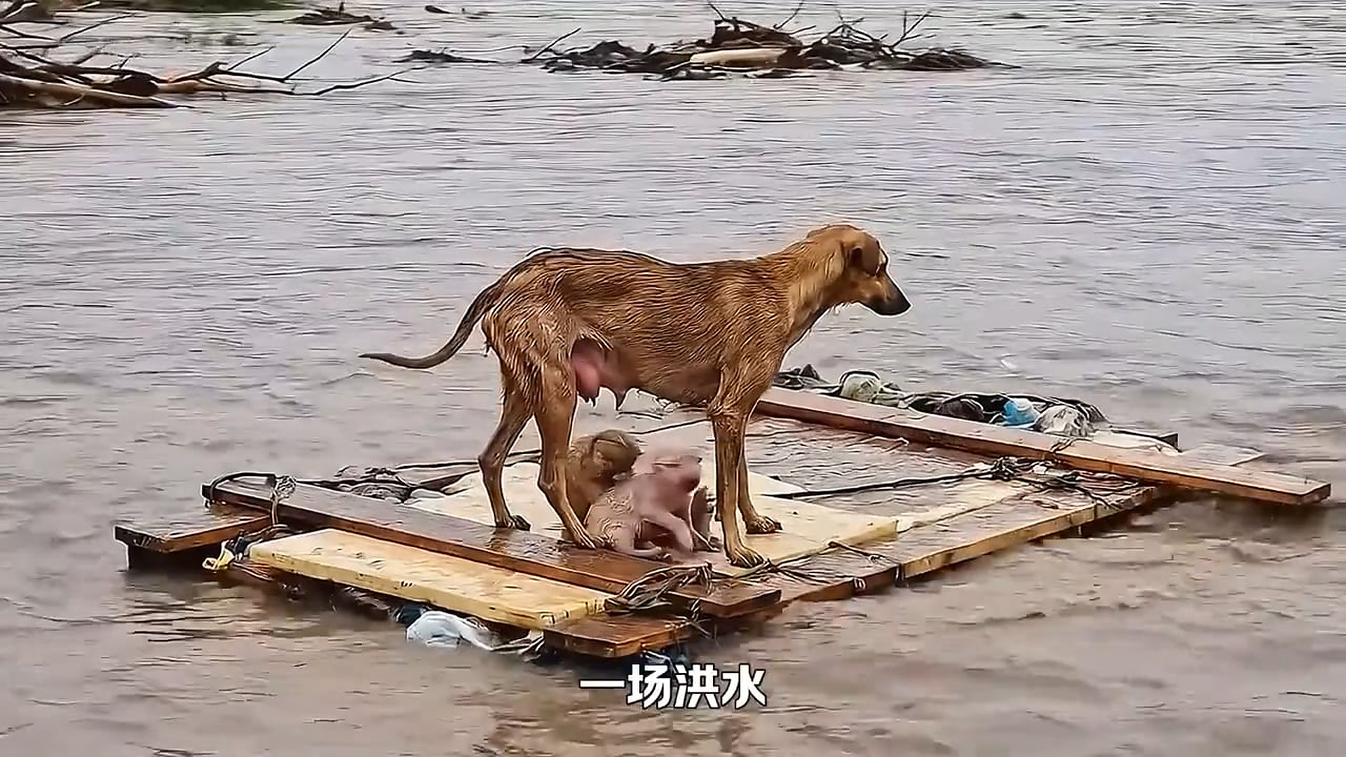 Full Video : N1906024_A Dog Family Drifted Helplessly Down the River #RescueAnimals #Viral