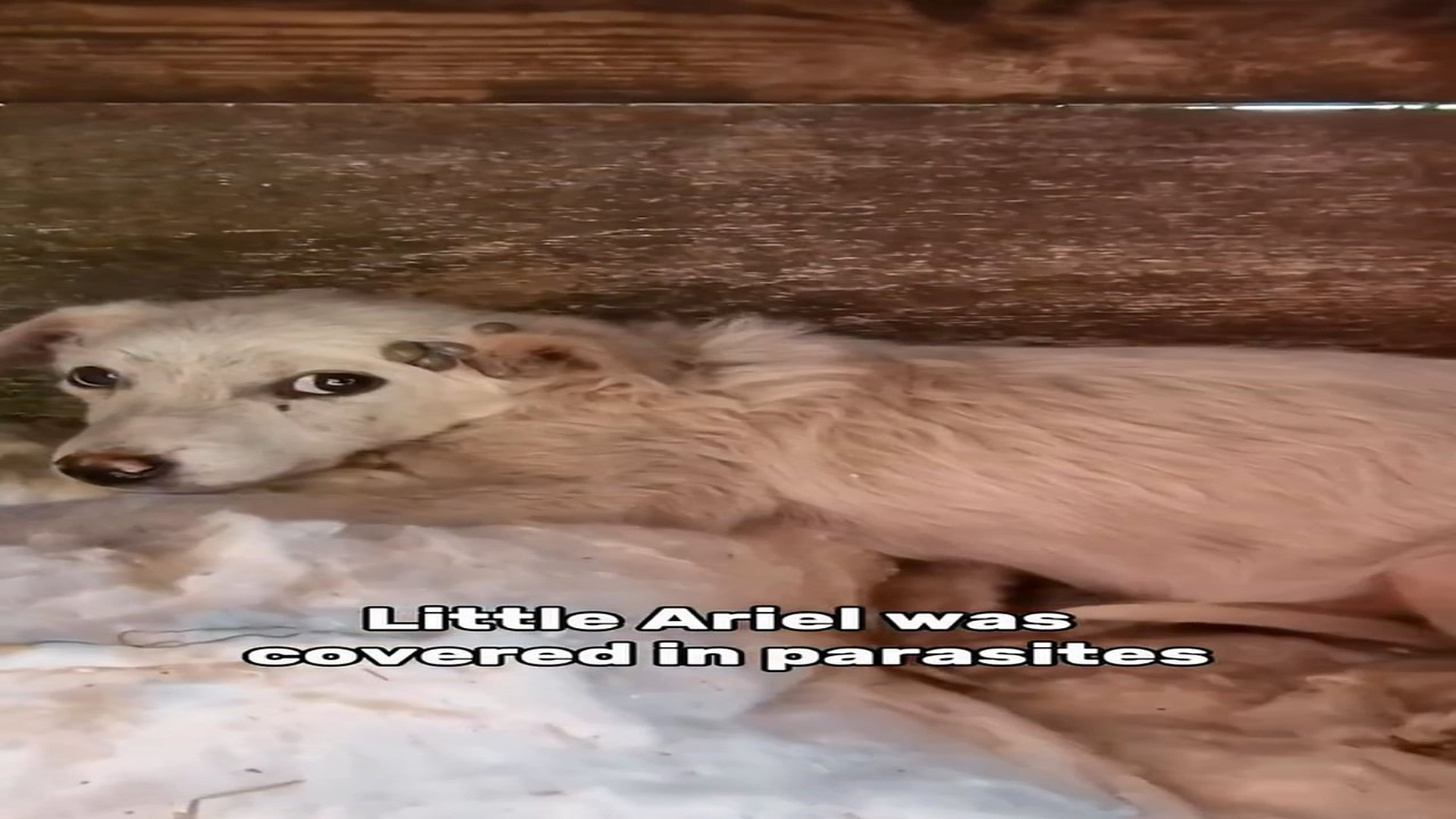Full Video : N1906033_Parasites Covered This Dog's Body and Slowly Drained His Life #RescueDog #Viral