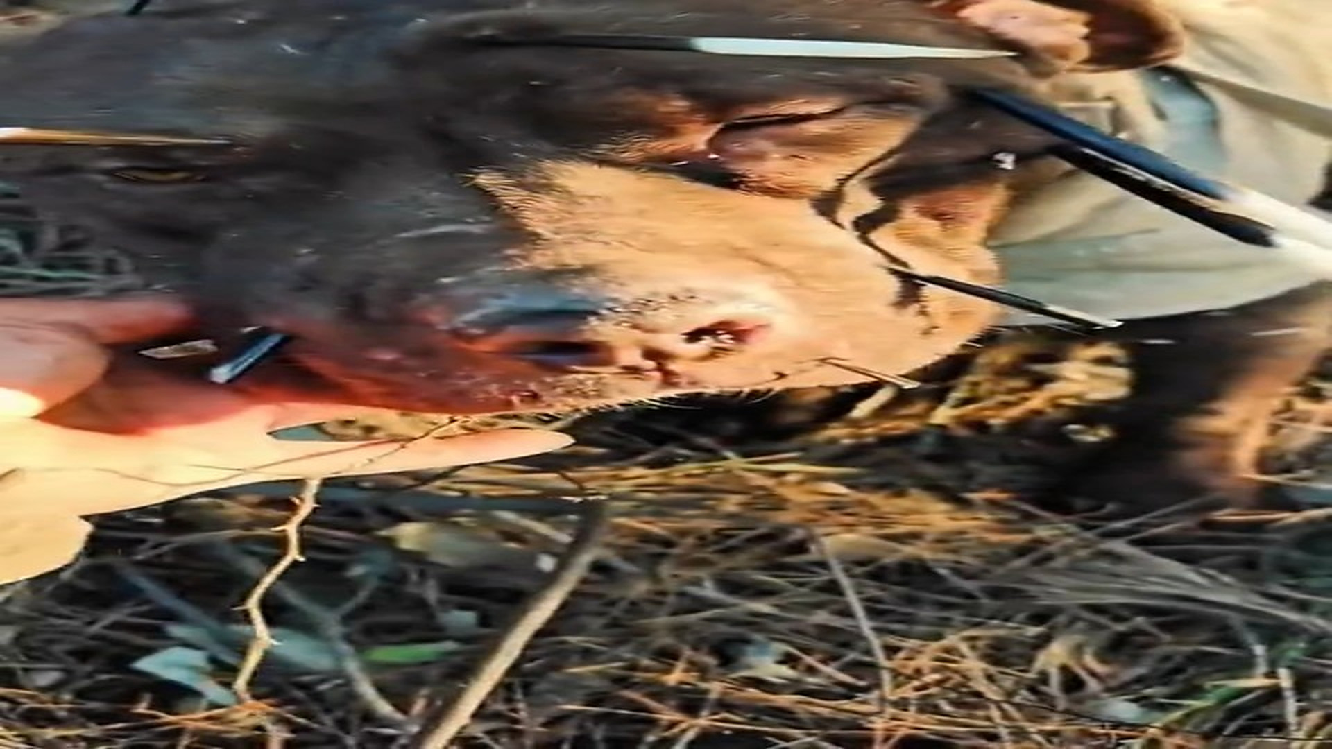 Full Video : N1606042_Compassion Truly Saves Lives #RescueAnimals #Viral