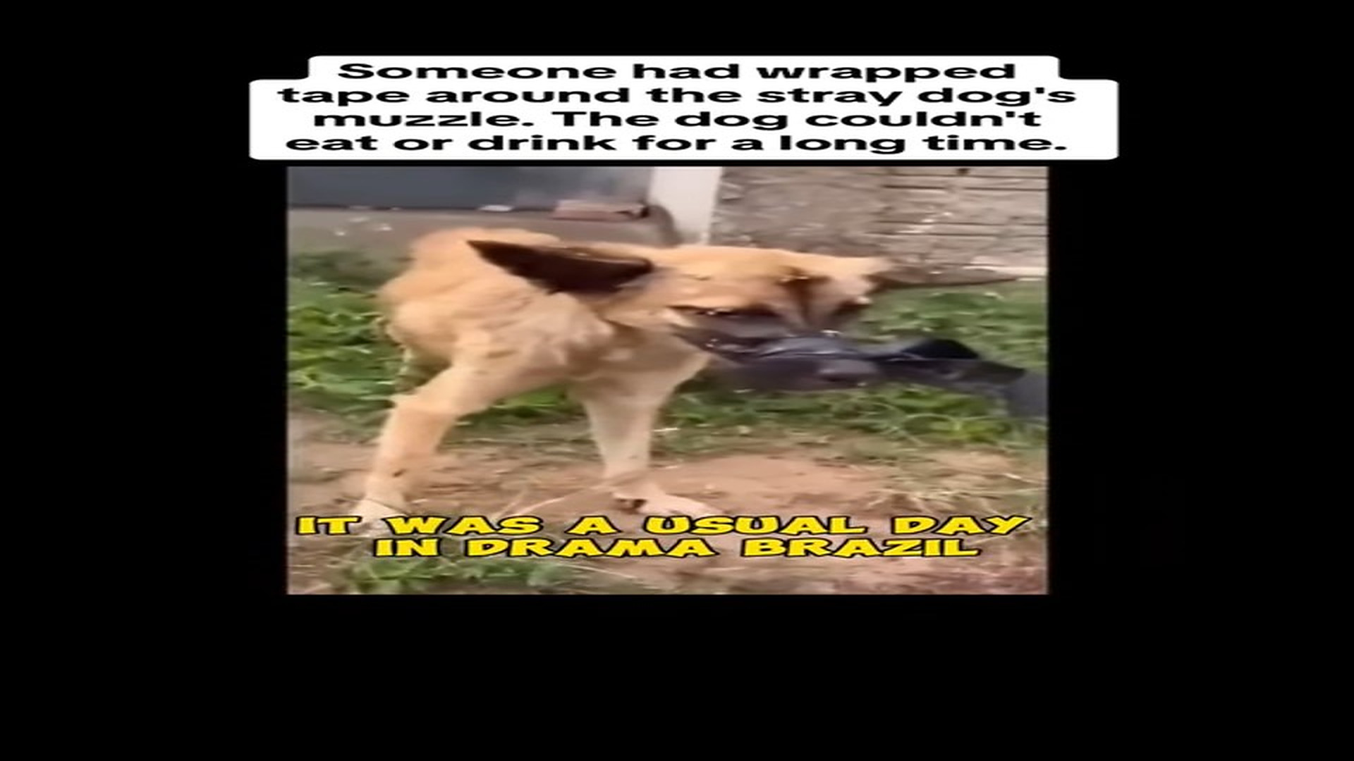 Full Video : N1706032_Tape Sealed This Dog's Mouth Shut for Days #SaveDogs #viral