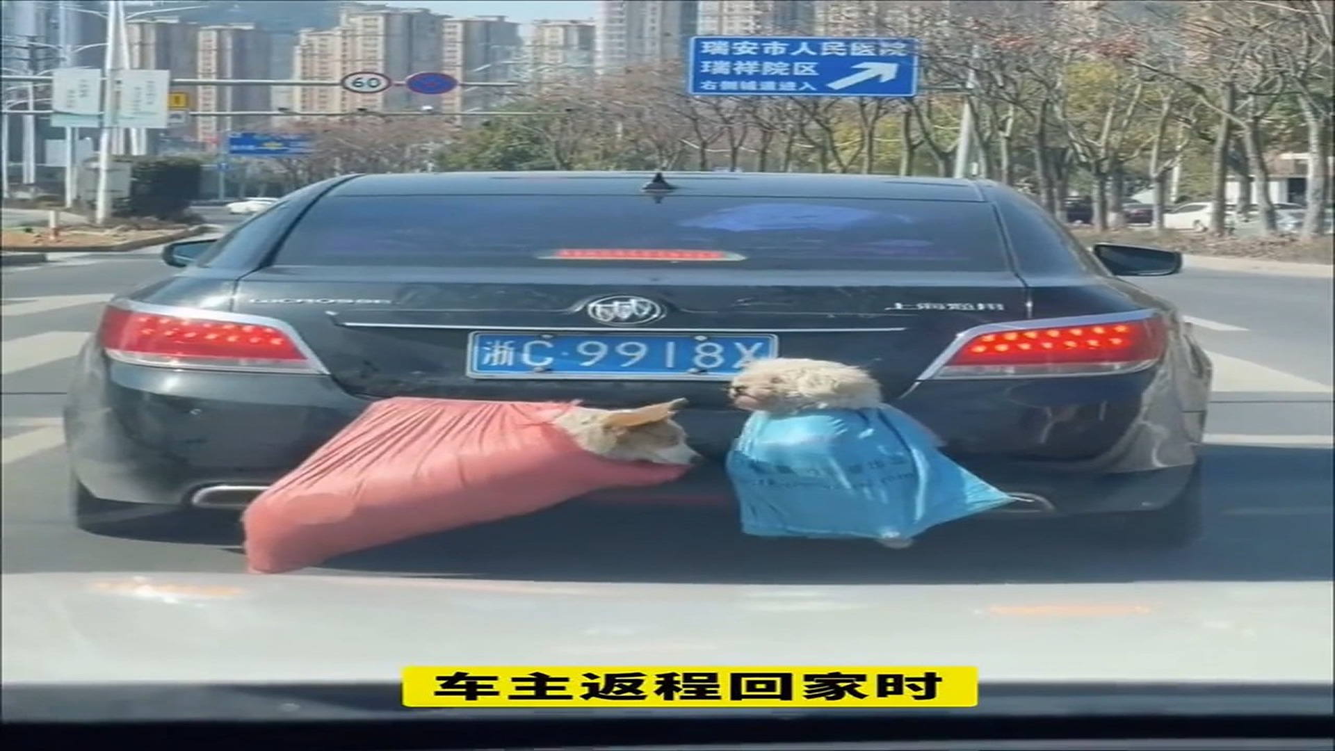 Full Video : N1906021_Dog Dragged Behind a Moving Car Desperately Tried to Survive #RescueDog #Viral