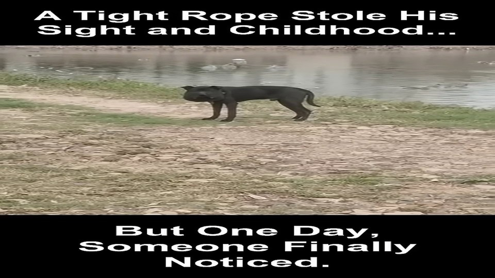 Full Video : N1906041_A Tight Rope Slowly Stole His Sight Until Someone Finally Helped #RescueDog #Viral