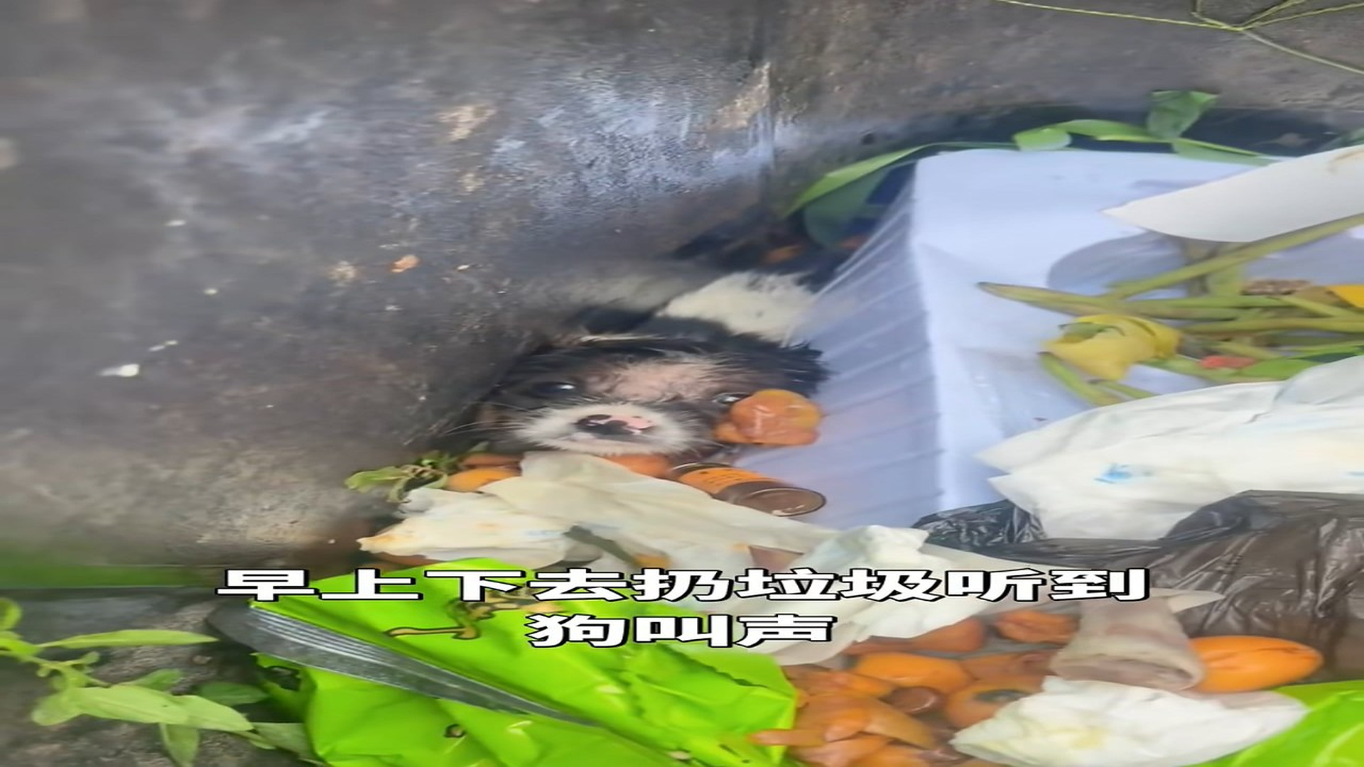 full rescue video N1806018_Lonely Puppy Waited Hopelessly for Someone to Notice #RescueDog #viral