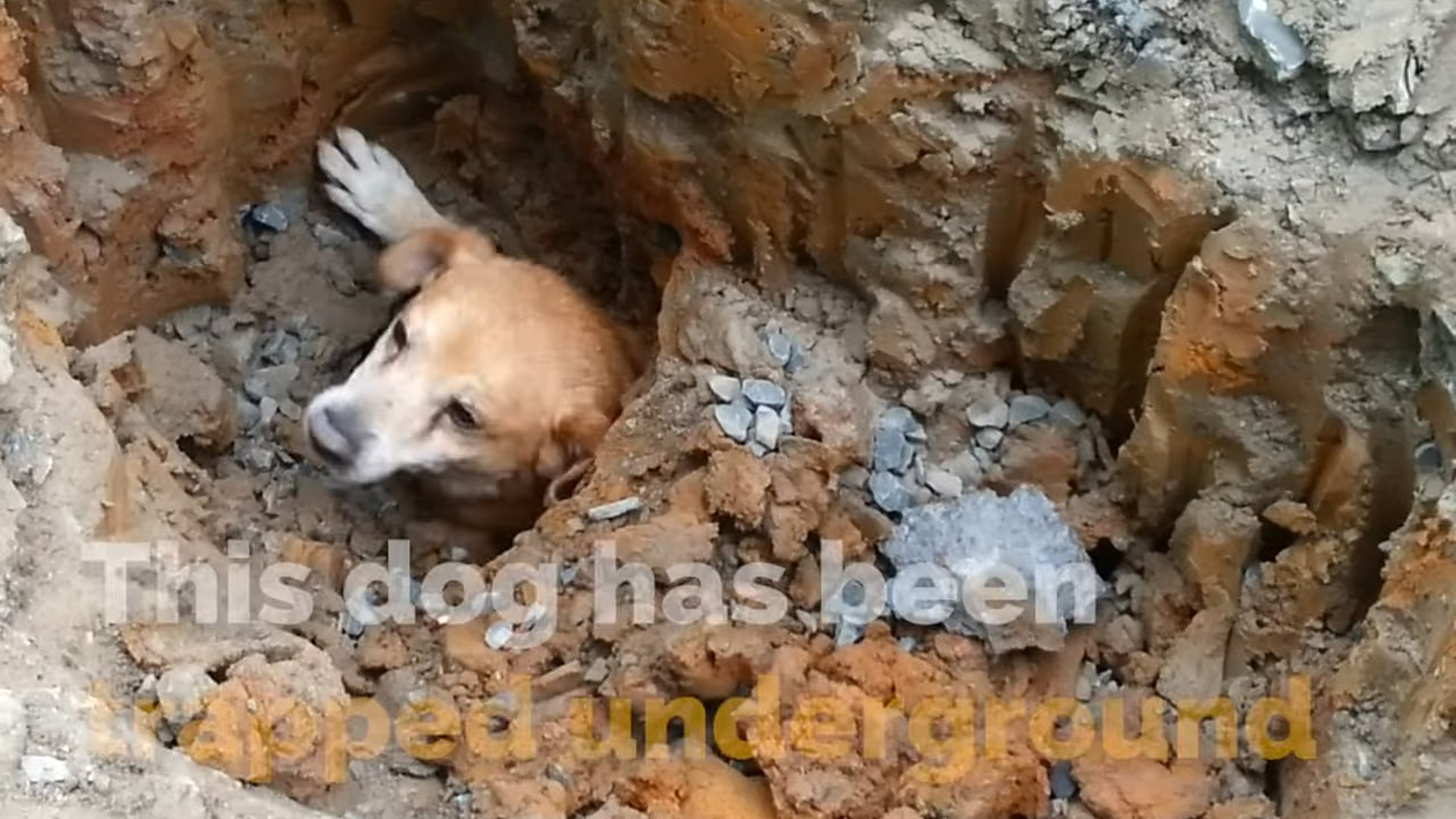 full rescue video N2006028_A Dog Trapped Underground Was Running Out of Strength #RescueDog #Viral