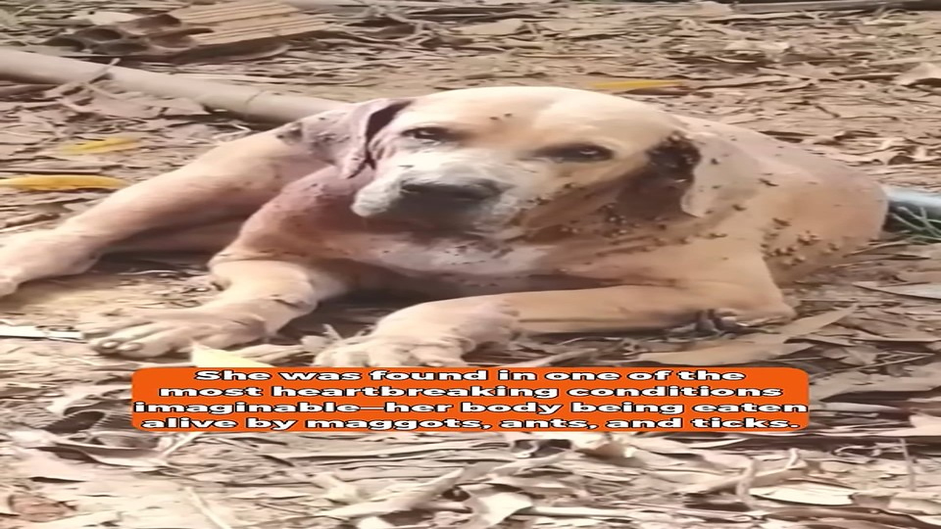 full rescue video N2006033_Forgotten and Broken She Refused to Give Up on Life #RescueDog #Viral