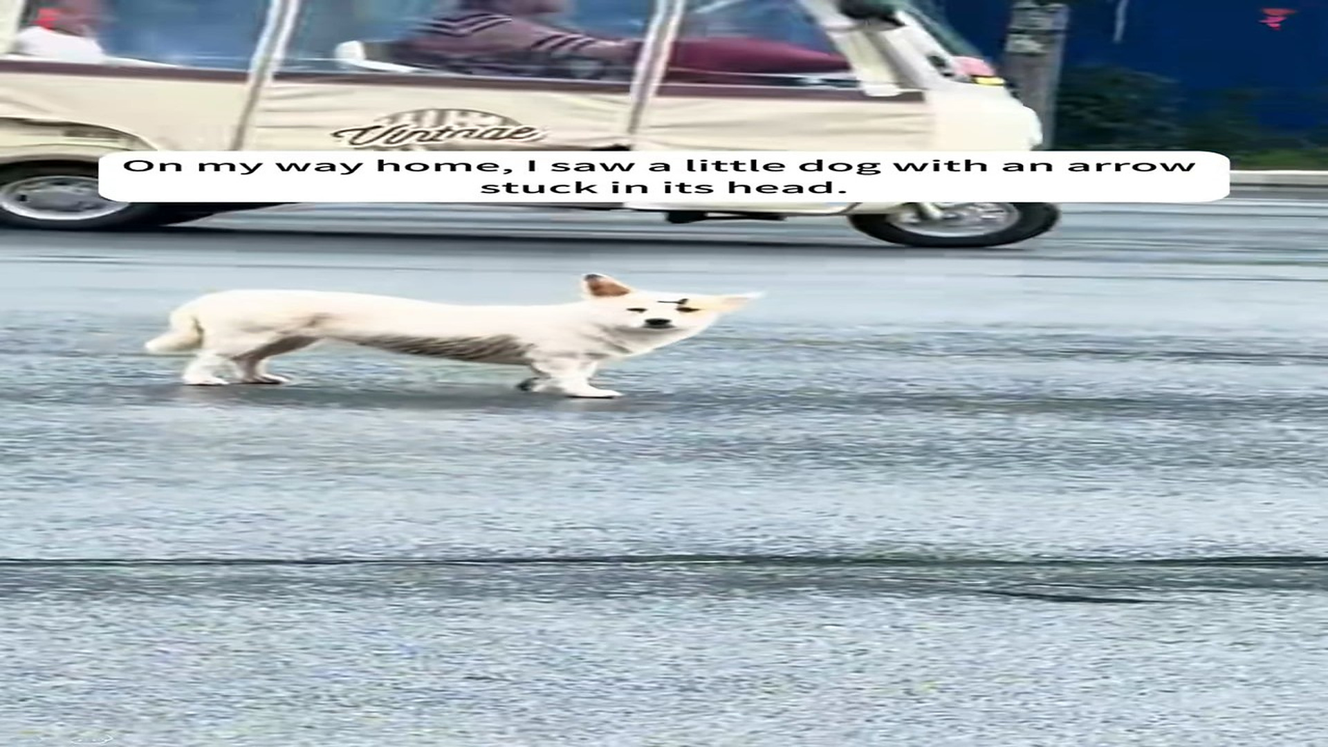 full rescue video N2006041_A Stray Dog Survived With an Arrow Stuck in Its Head #RescueDog #Viral