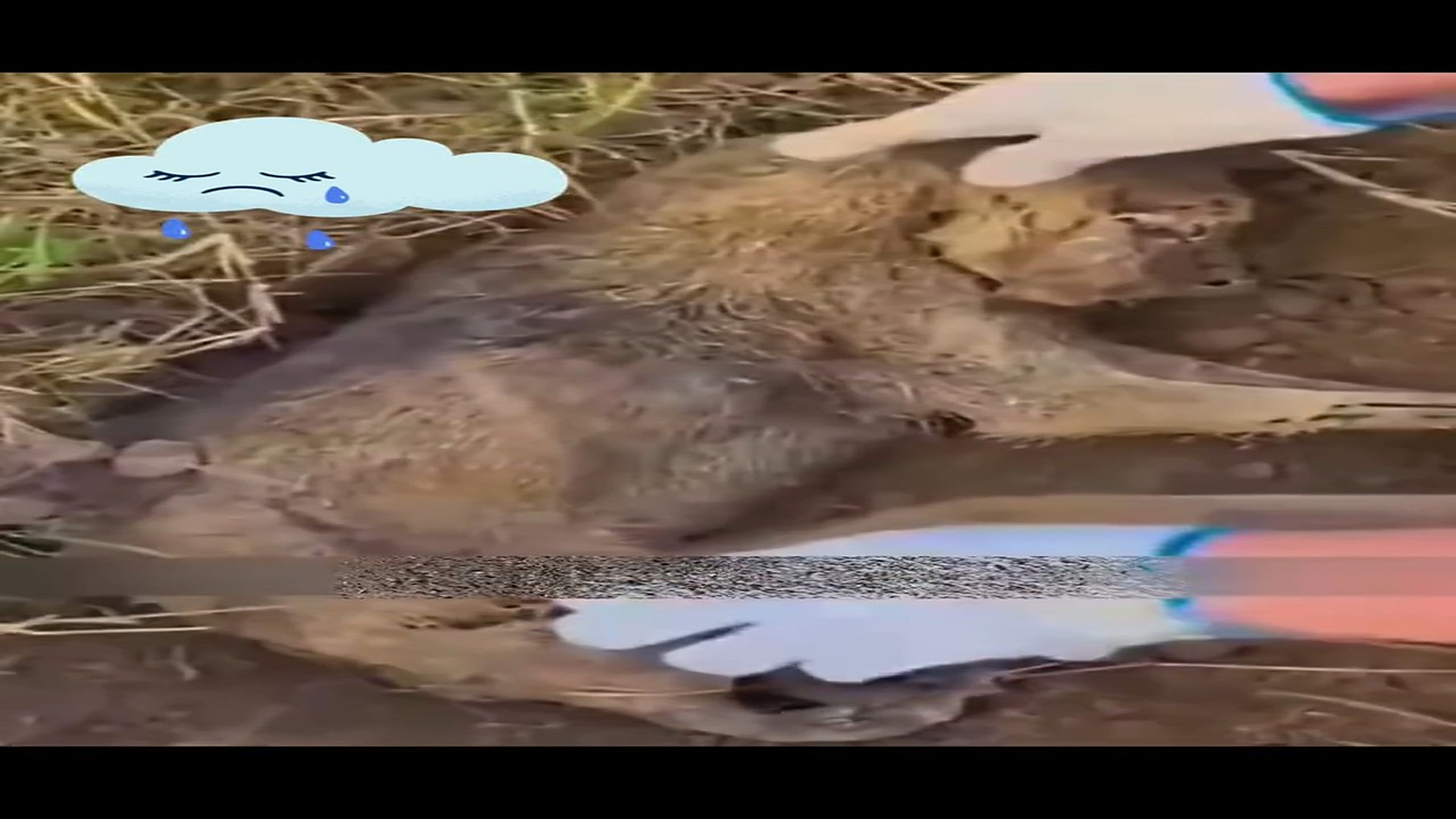 full rescue video N2006042_A Forgotten Animal Finally Received the Help It Needed #RescueAnimals #Viral