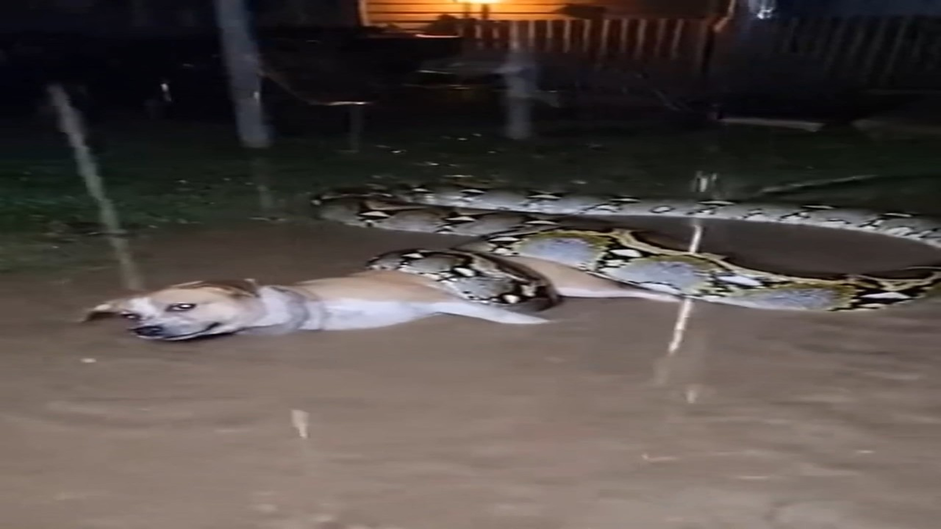 full rescue video N2006044_A Dog Faced a Giant Python in a Terrifying Encounter #Wildlife #Viral