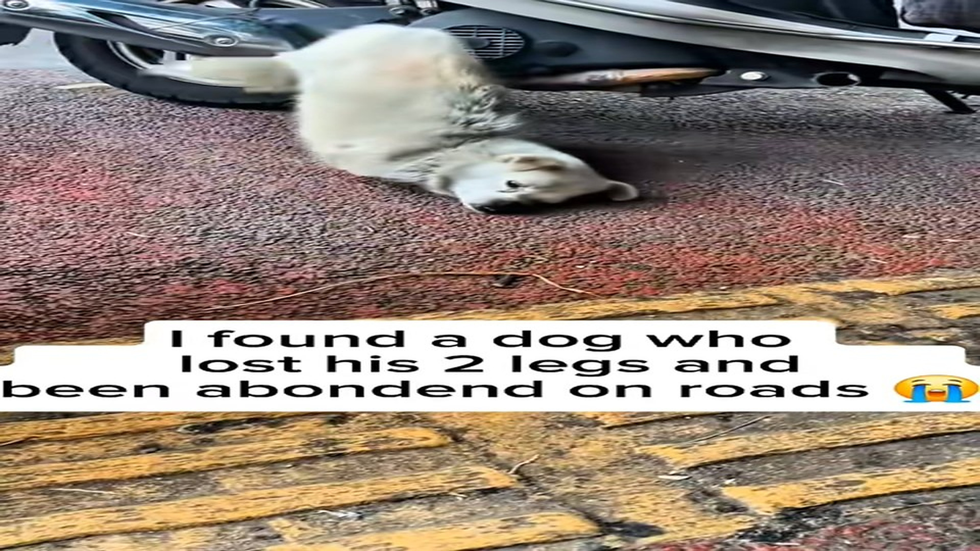 Full Video : N2206004_An Injured Stray Crawled Along The Road Begging For Mercy #RescueDog #Viral