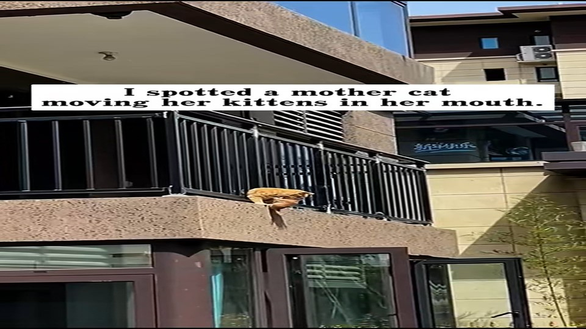 Full Video : N2206015_A Stray Mother Cat Trusted Humans With Her Baby's Future #RescueCat #Viral