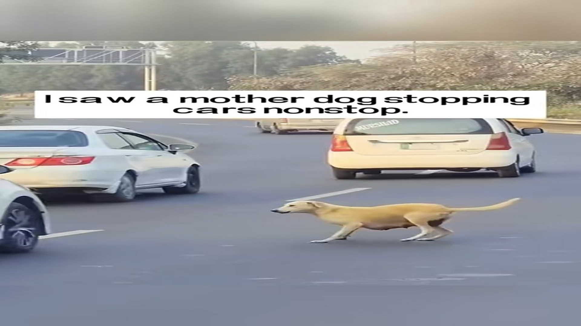 Full Video : N2206014_A Mother Dog Stopped Traffic Desperately Begging For Help #RescueDog #Viral