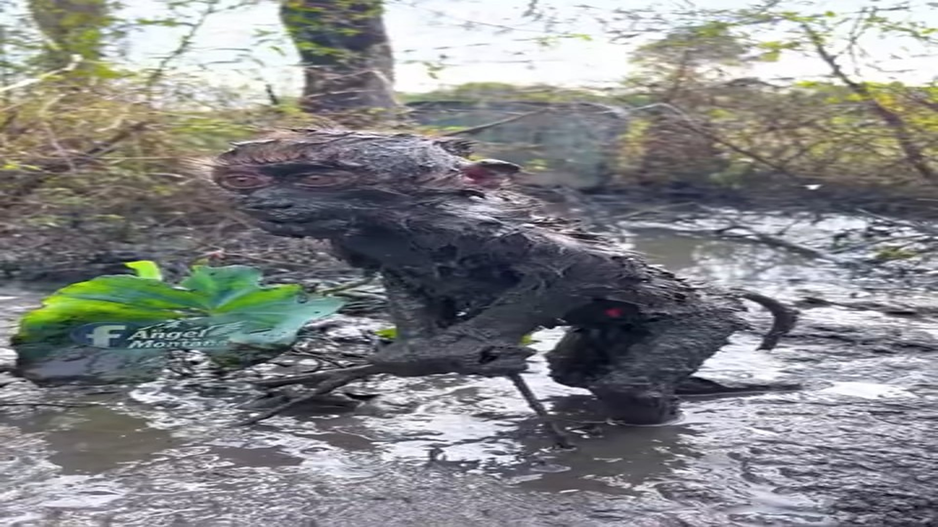 Full Video : N2206031_A Baby Elephant Sank Into Mud Crying Out For Its Mother #Wildlife #Viral