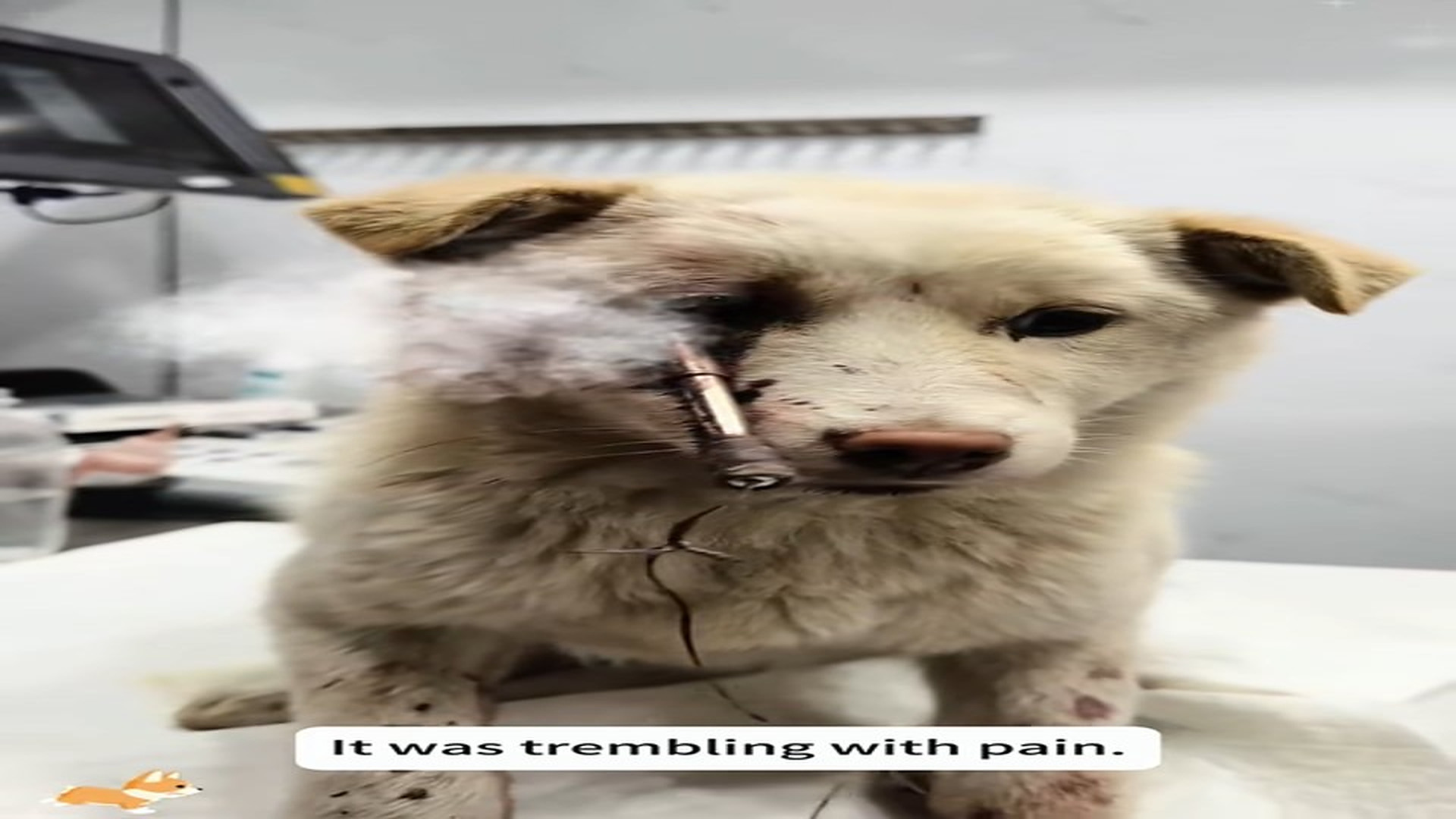 Full Video : N2306014_A Dog Refused To Look At People After Endless Pain #RescueDog #Viral