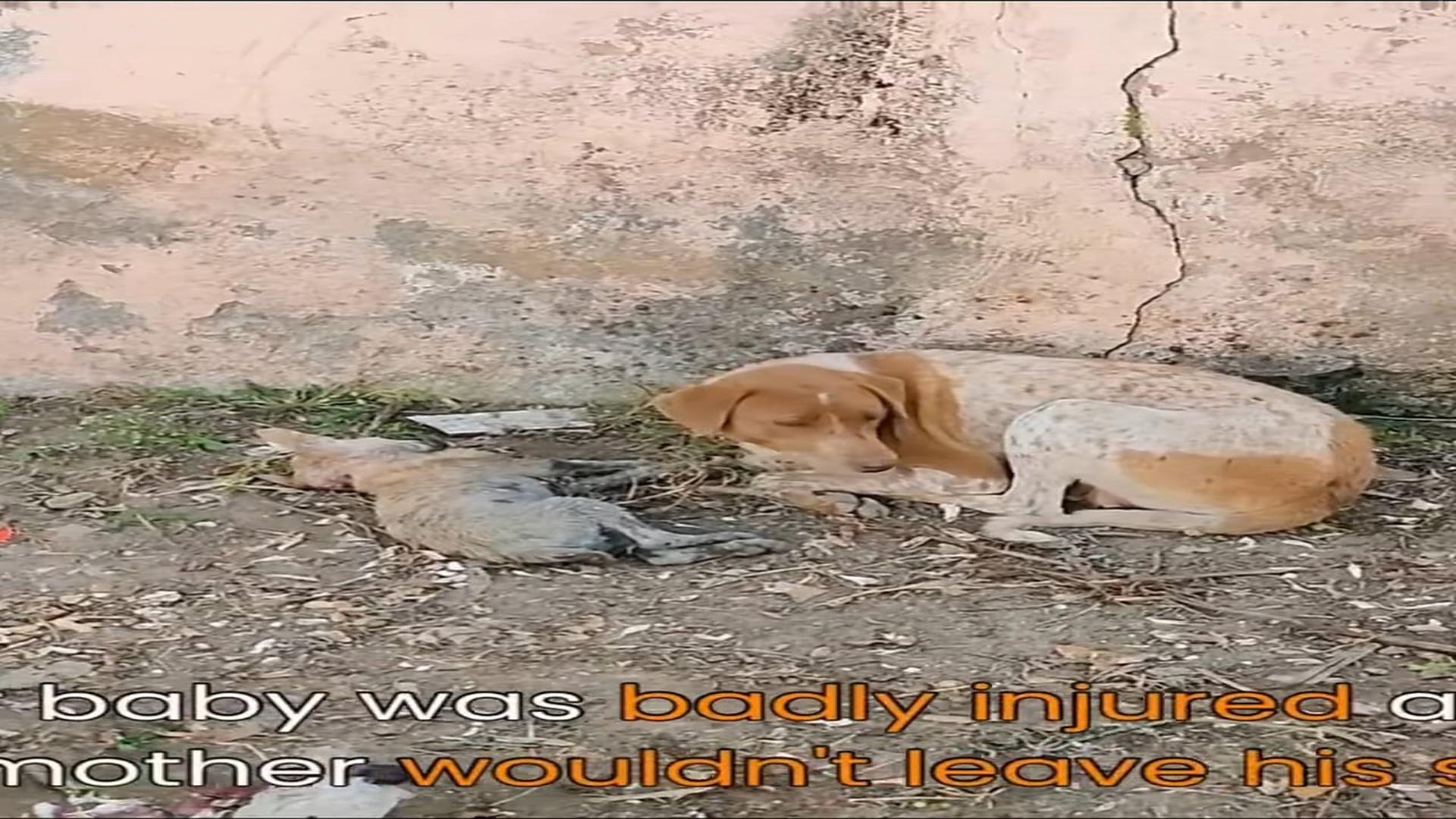 Full Video : N3006008_A Mother Dog Begged Strangers To Save Her Dying Puppy #RescueDog #Viral