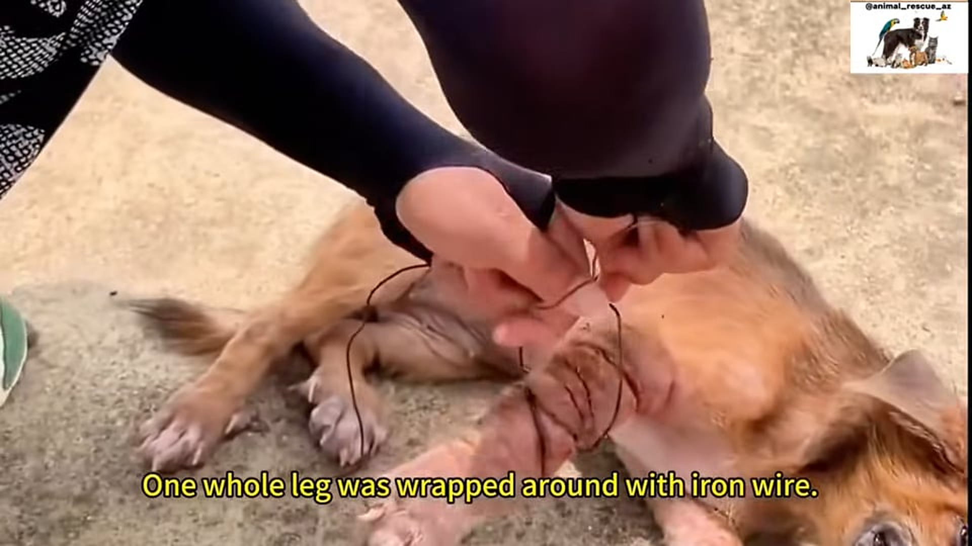Full Video : N3006014_A Puppy Endured Terrible Pain With Wire Cutting Into Its Leg #RescueMission #Amazing