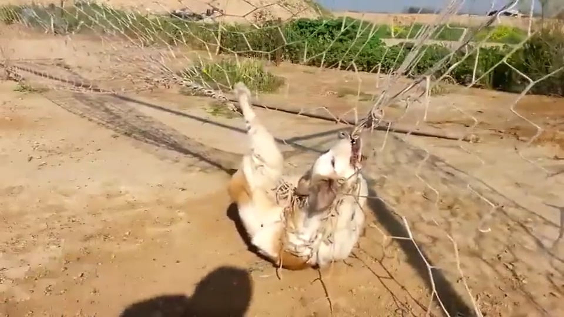 Full Video : N3006016_A Brave Soldier Saved A Dog Tangled In A Deadly Rope Net #AnimalHero #MustWatch