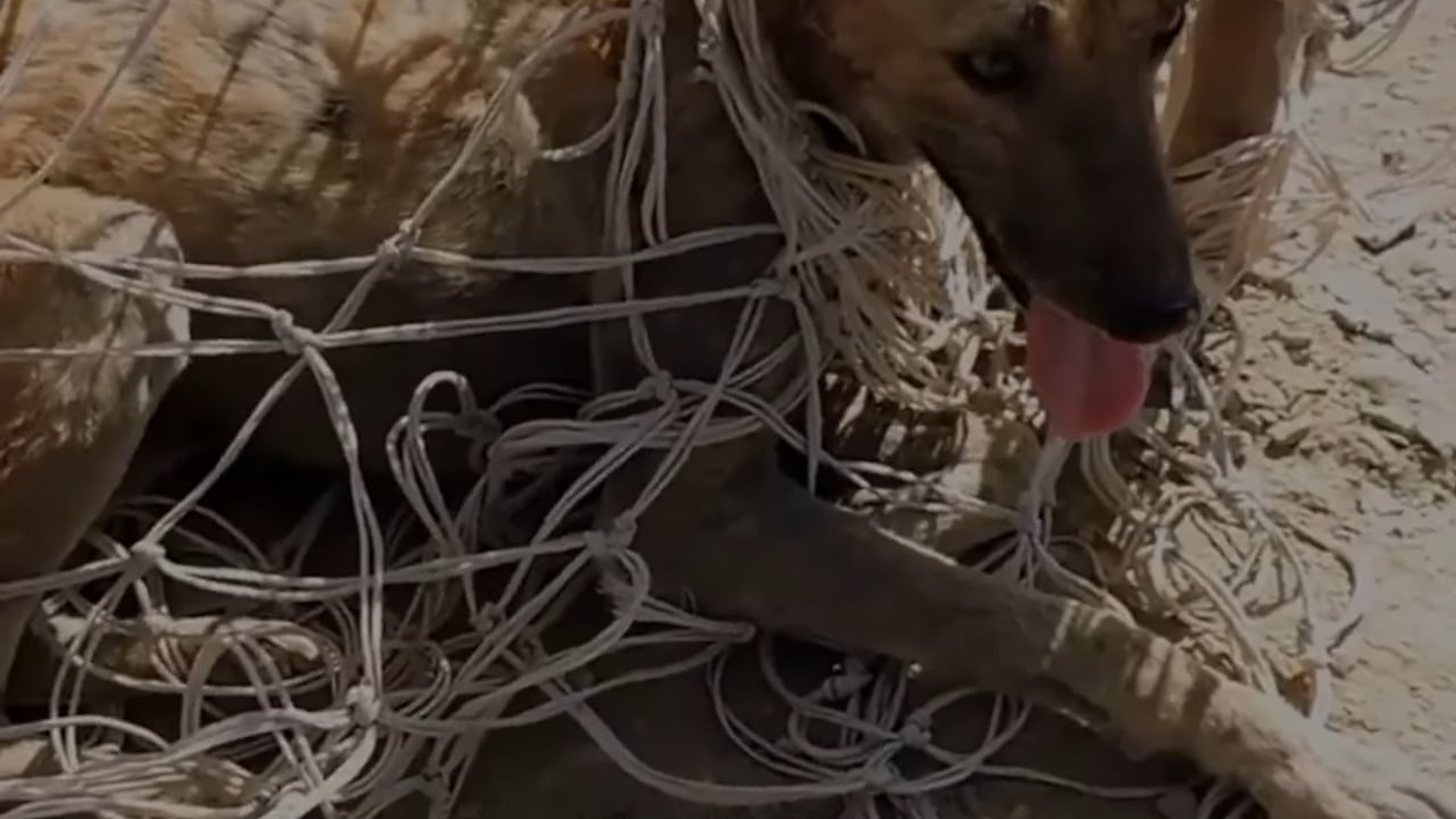 Full Video : N3006020_A Frightened Dog Was Tangled In A Soccer Net Unable To Escape #HelpAnimals #ForYou