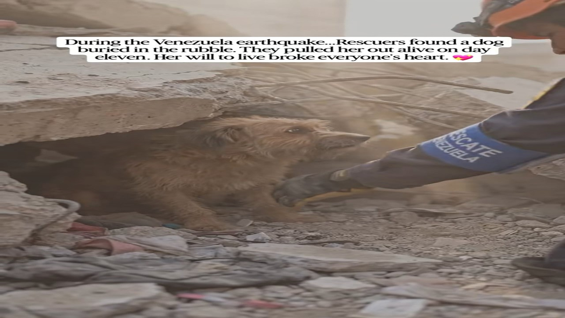 Full Video : N3006028_After The Earthquake Everyone Thought This Dog Was Gone Forever #RescueDog #Amazing