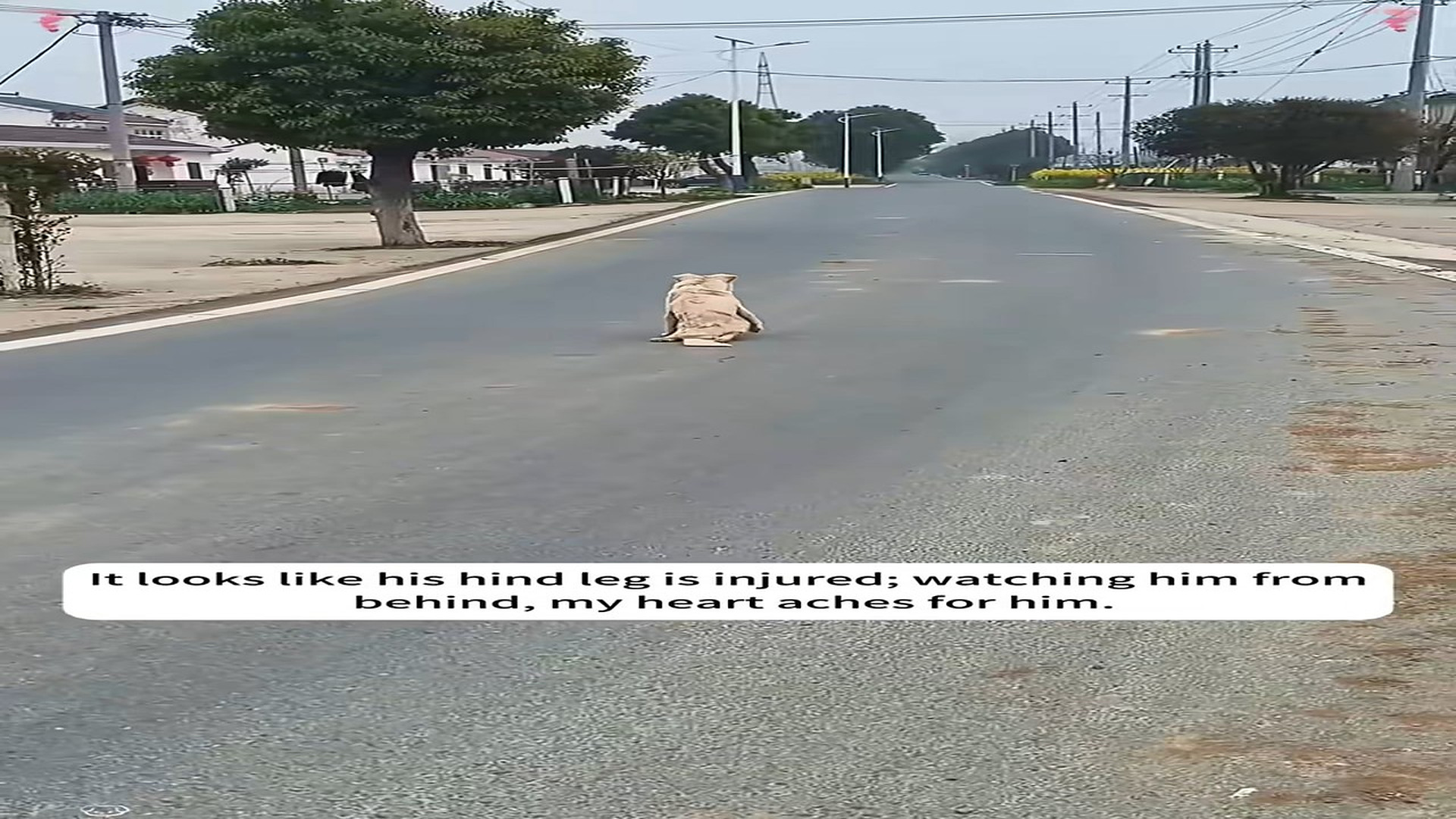 Full Video : N0207002_I Couldn't Leave a Crippled Stray Dog Crawling Alone #AnimalRescue #DogLove #Heartwarming