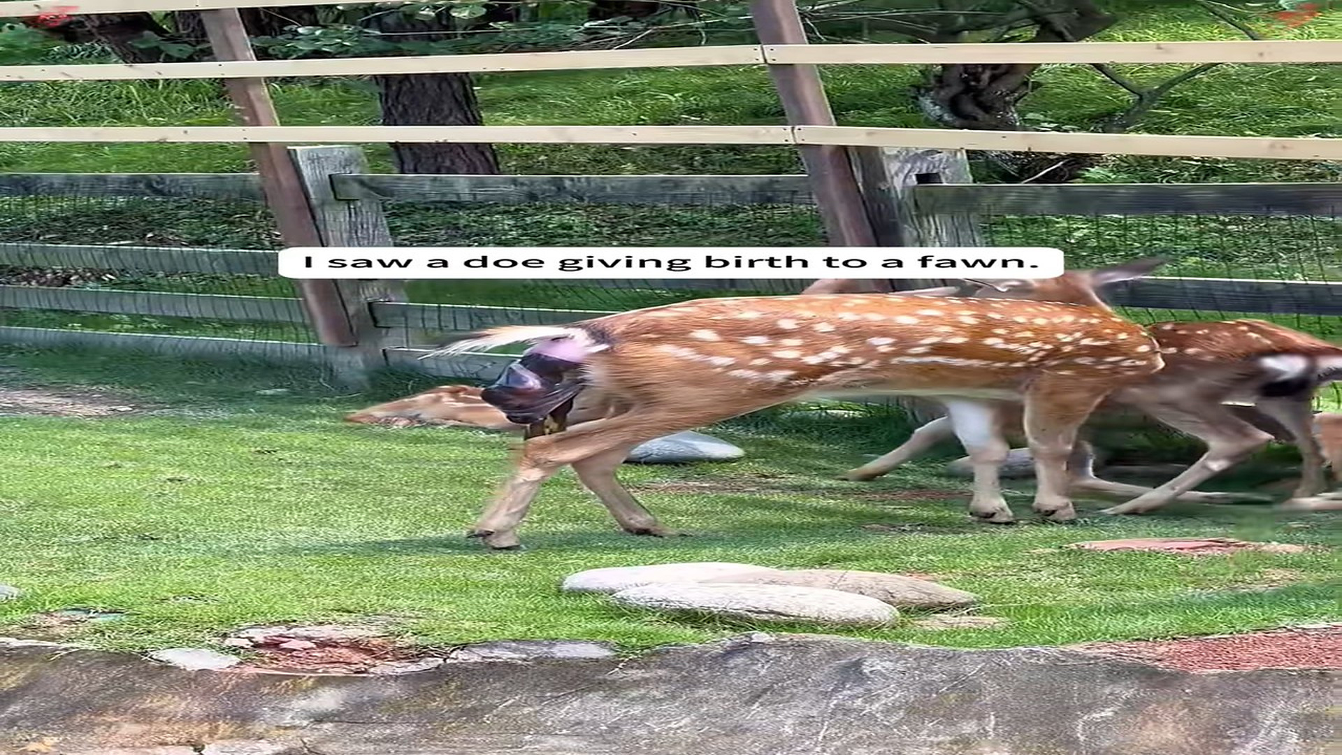 Full Video : N0207008_This Baby Fawn Was Rejected Until Someone Saved It #Wildlife #FawnRescue #Inspiring