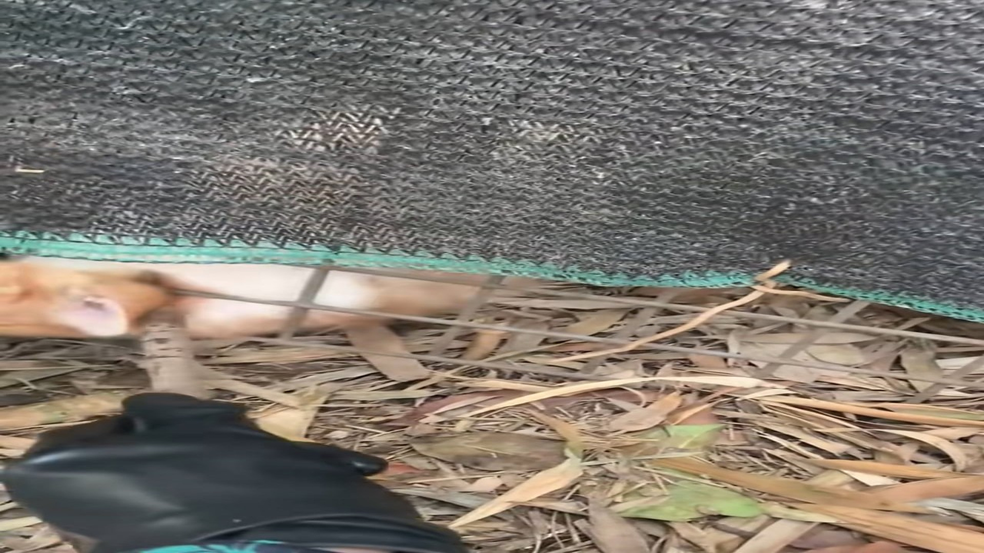 Full Video : N0207013_A Helpless Cat Was Trapped in a Fence Until She Arrived #RescueCat #Kindness #HeartTouching