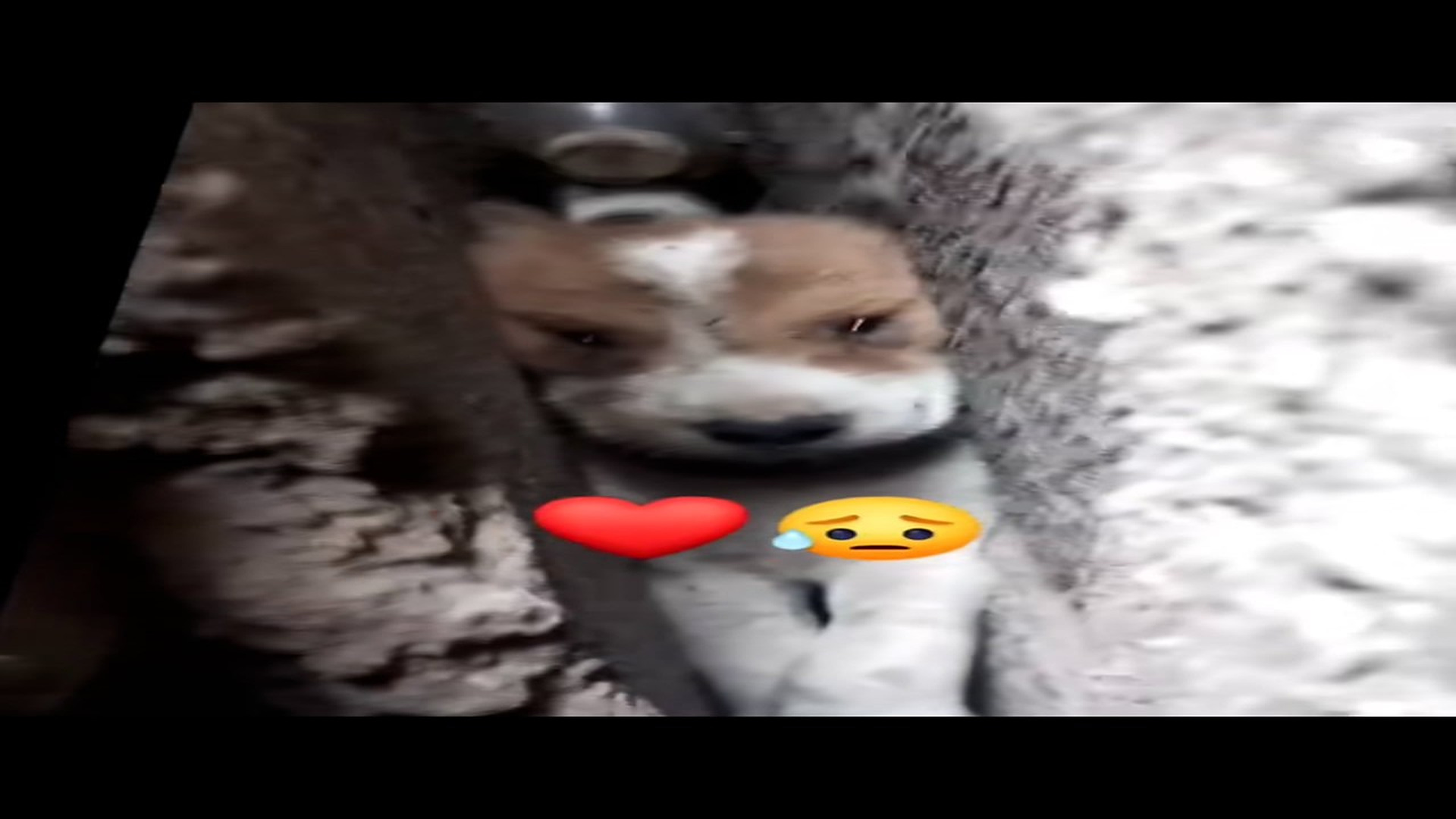 Full Video : N0207015_A Dog Was Stuck Between Walls With No Way Out #DogRescue #Hope #MustWatch