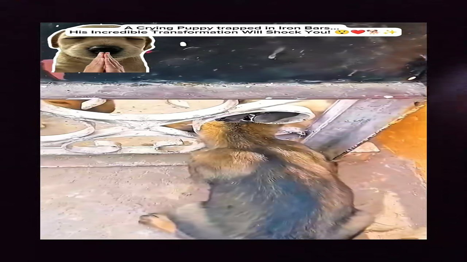 Full Video : N0307015_A Crying Puppy Trapped in Iron Bars Finally Found Freedom #PuppyRescue #Hope #Emotional