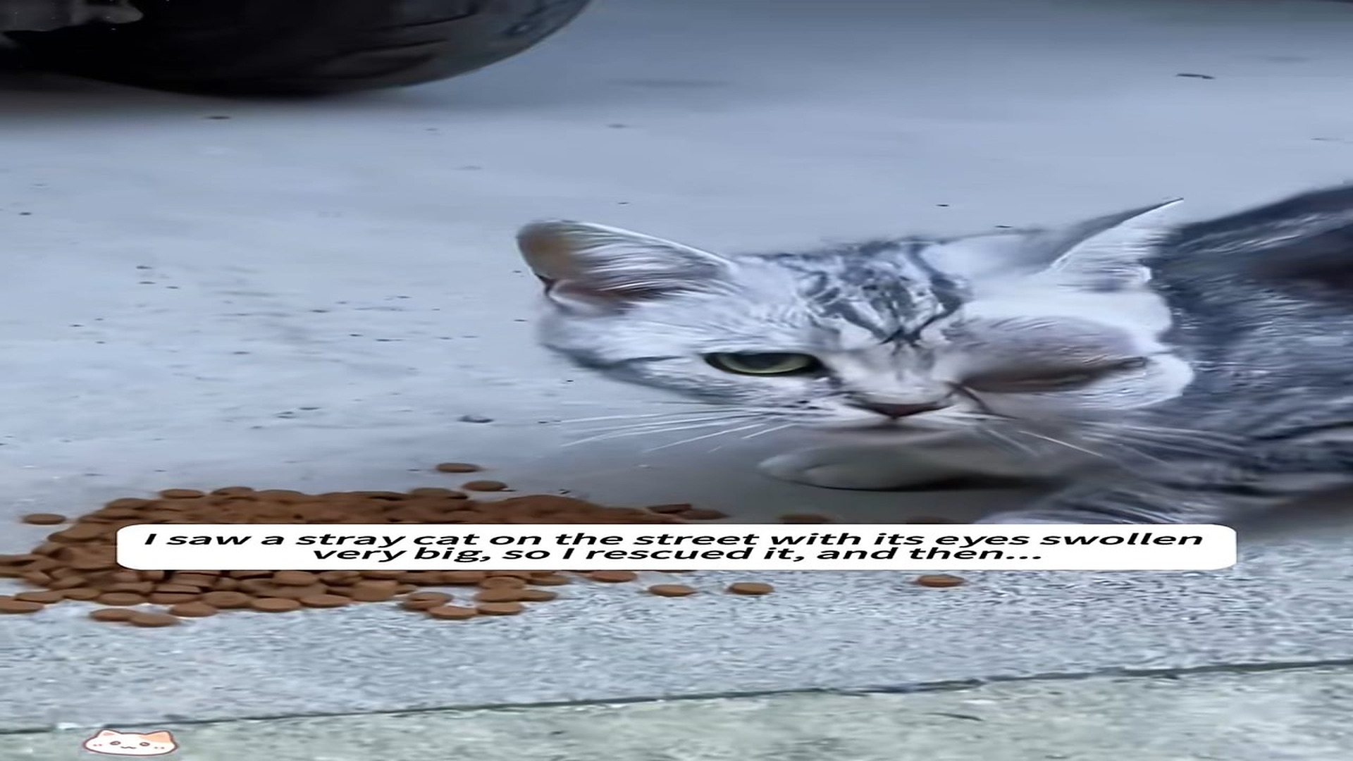 Full Video : N0307018_A Stray Cat Could Barely Open Its Swollen Eyes #CatRescue #AnimalCare #EmotionalStory
