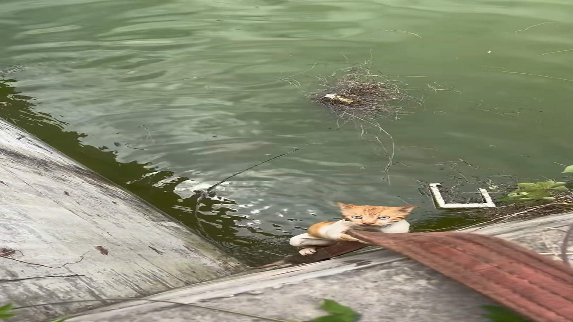 Full Video : N0307025_A Helpless Cat Fell Into a Canal With No Way Out #CatRescue #SaveAnimals #HeroMoment