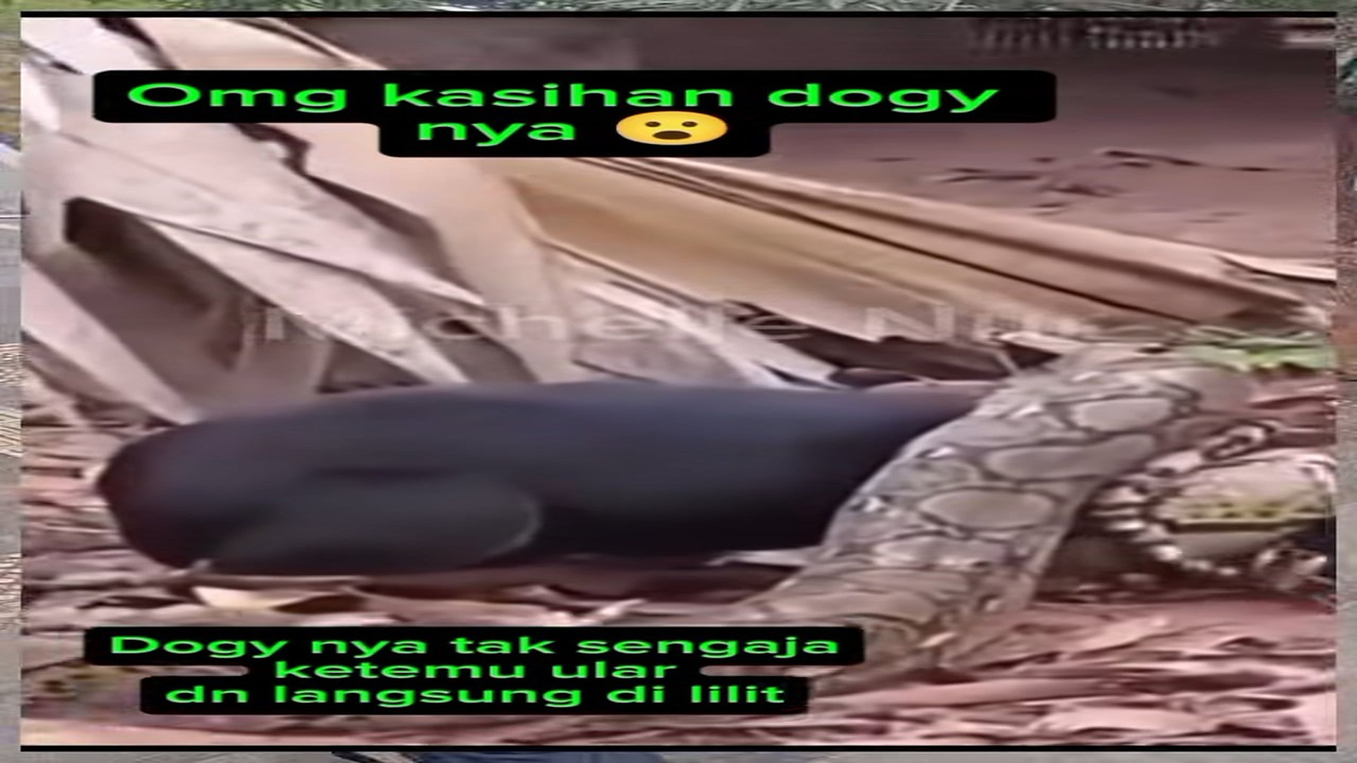 Full Video : N0207029_A Snake Paid the Price After Attacking This Helpless Dog #DogRescue #Nature #Unexpected