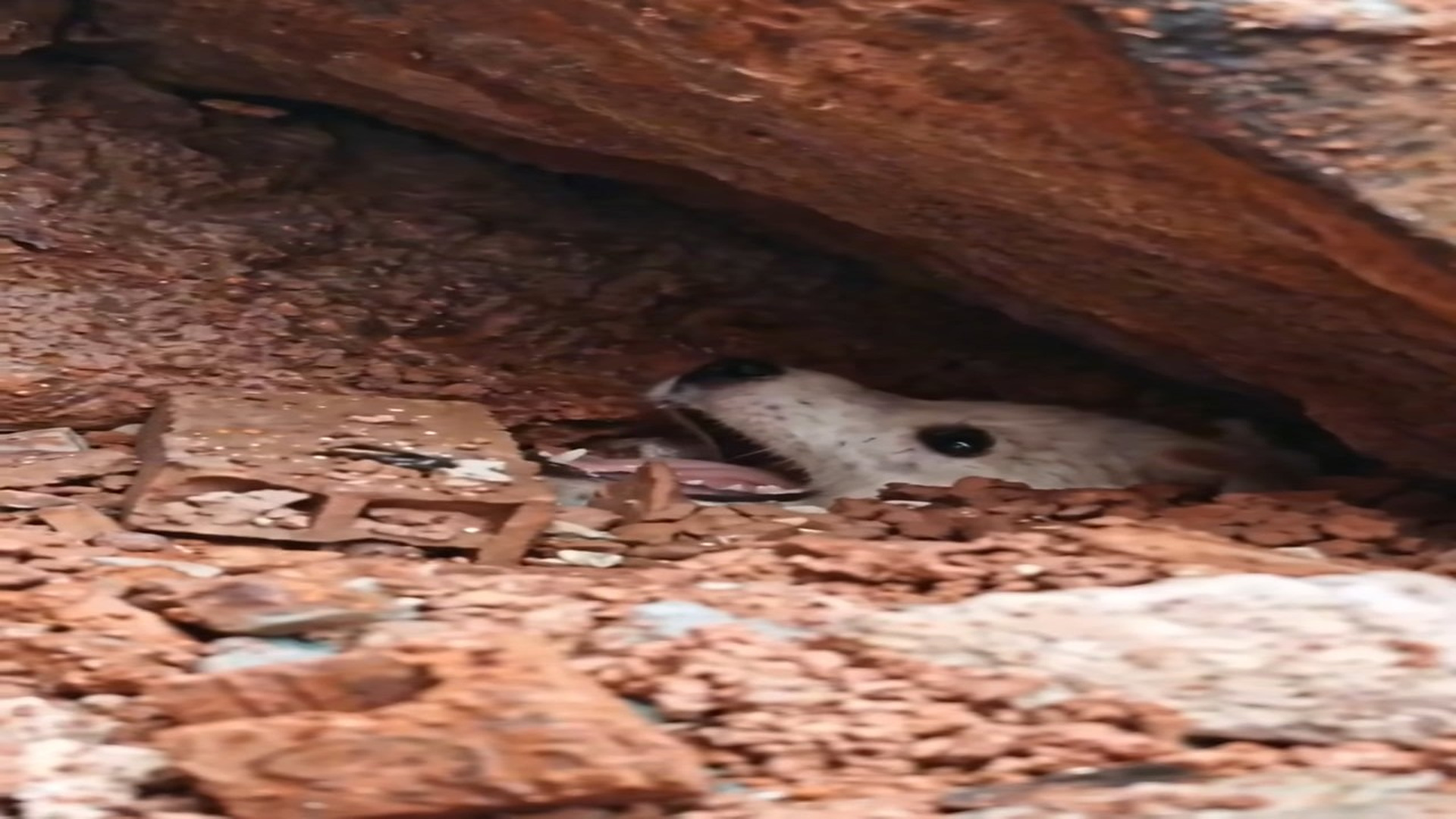 Full Video : N3006029_A Forgotten Animal Finally Found Hope Again #RescueAnimals #Trending